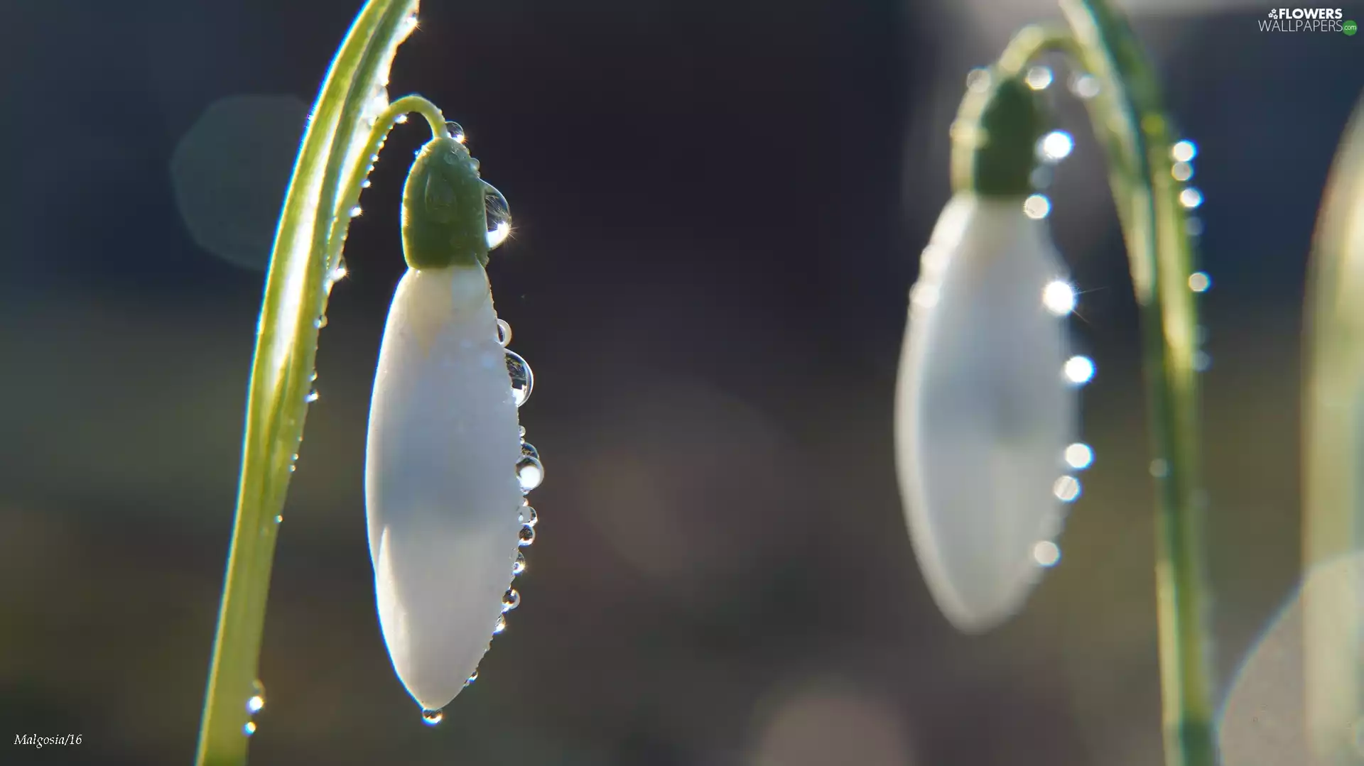 drops, bud, snowdrops