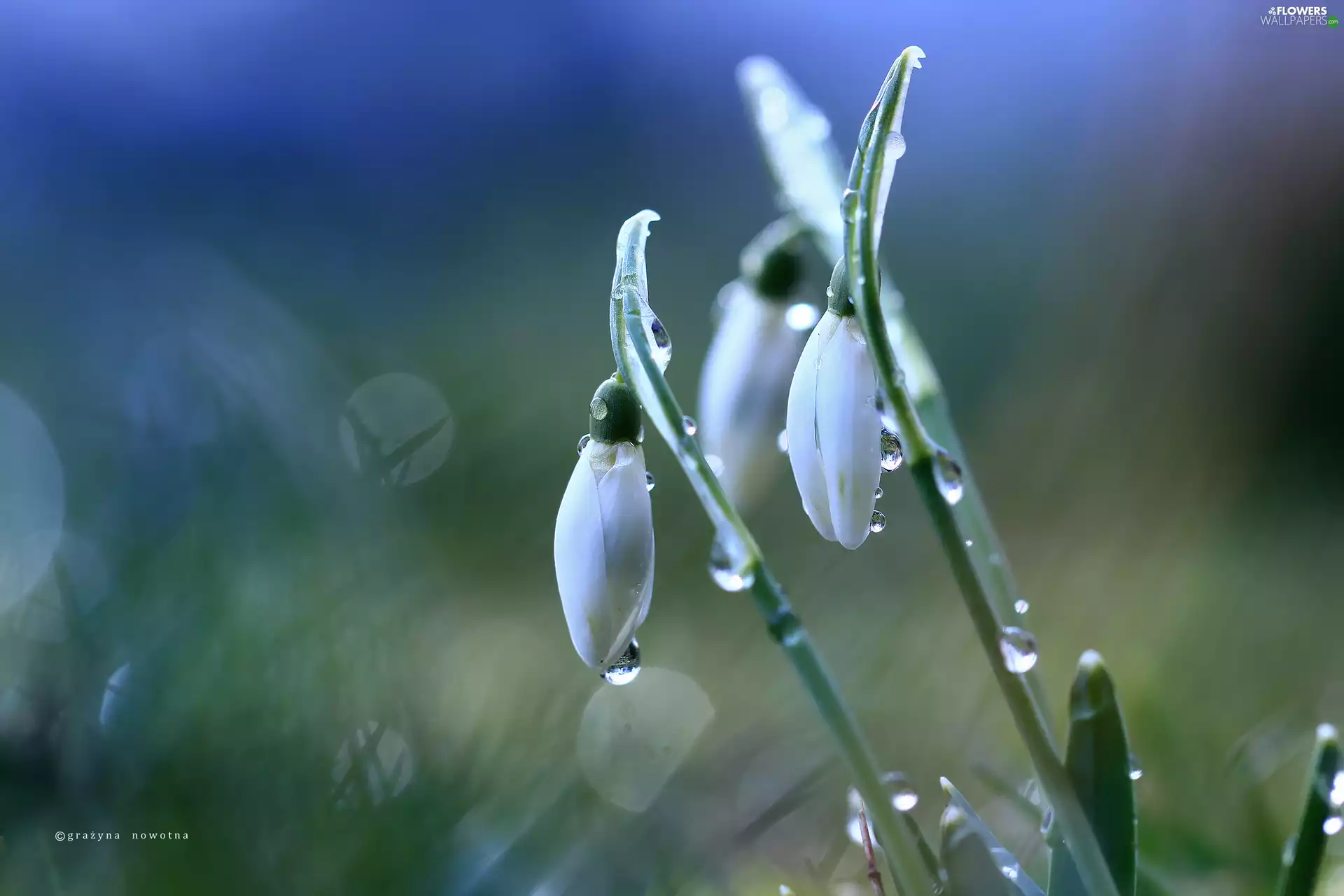 snowdrops, Flowers, drops, White