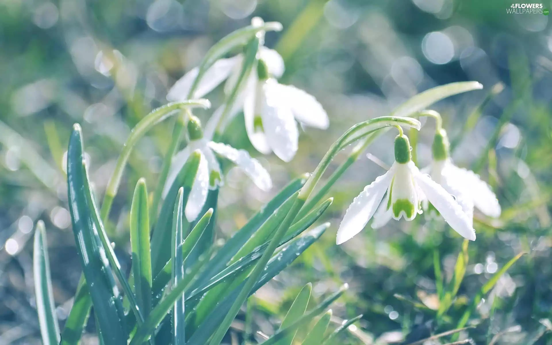drops, Flowers, snowdrops