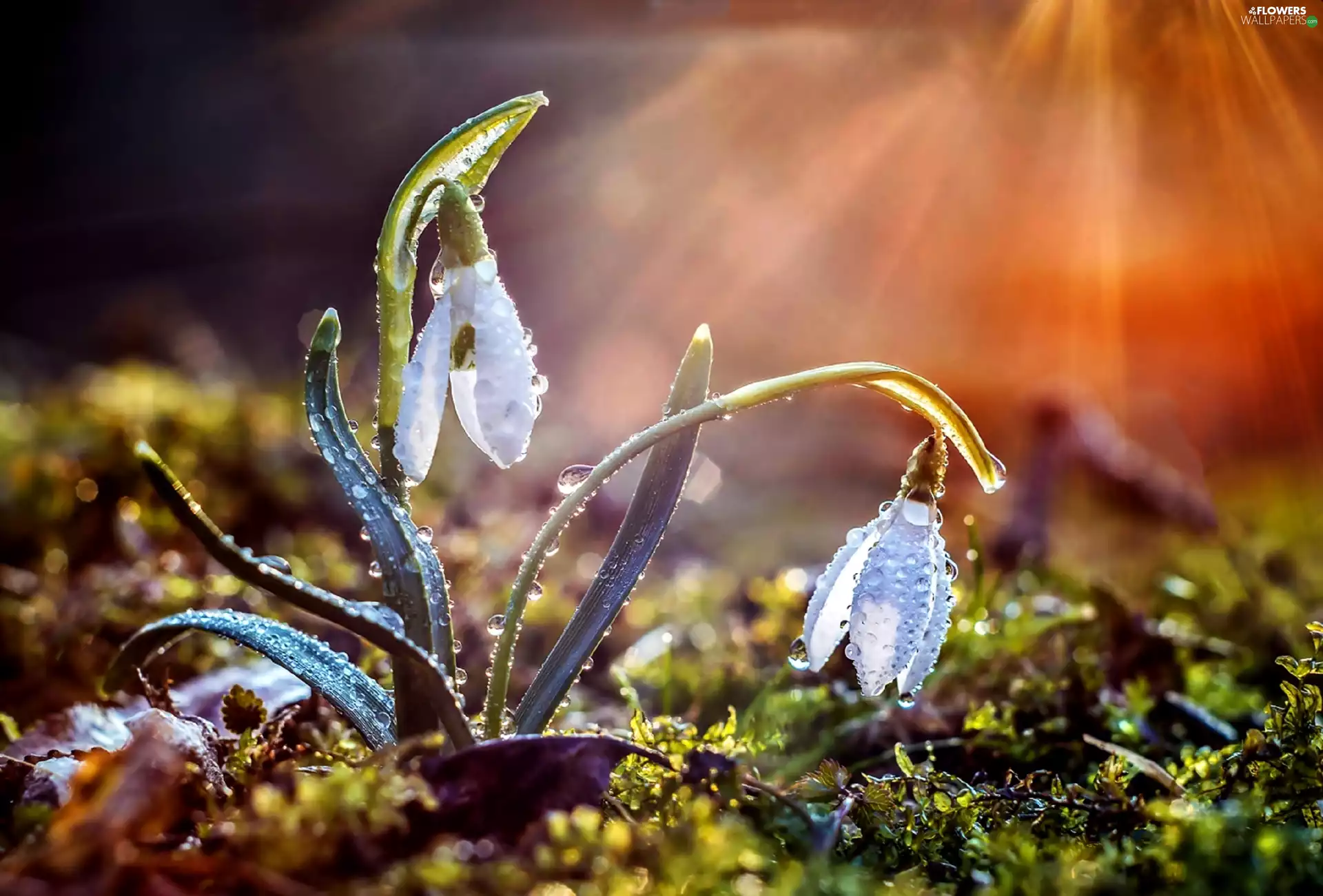 snowdrops, rays, sun, drops
