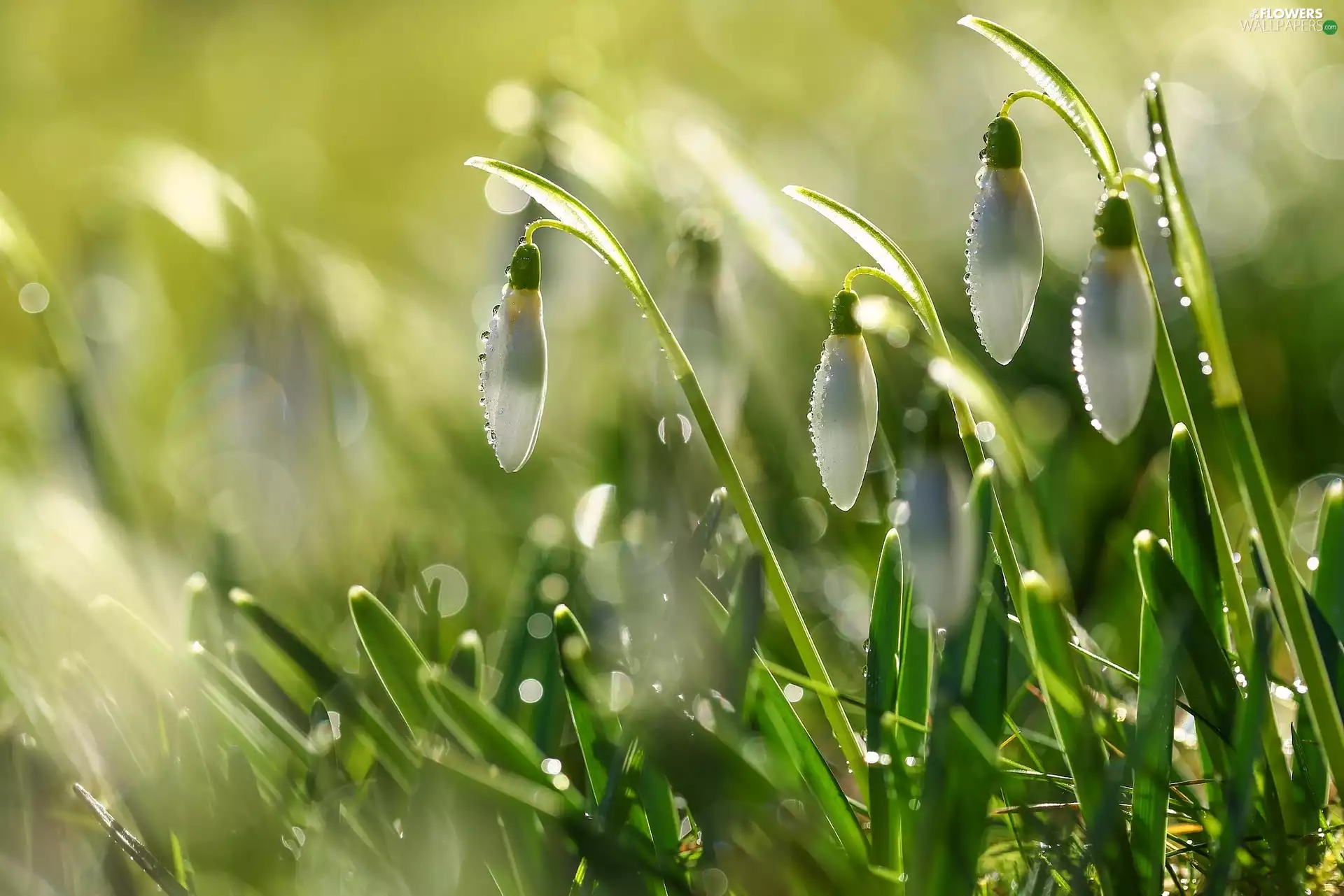 drops, snowdrops, Spring