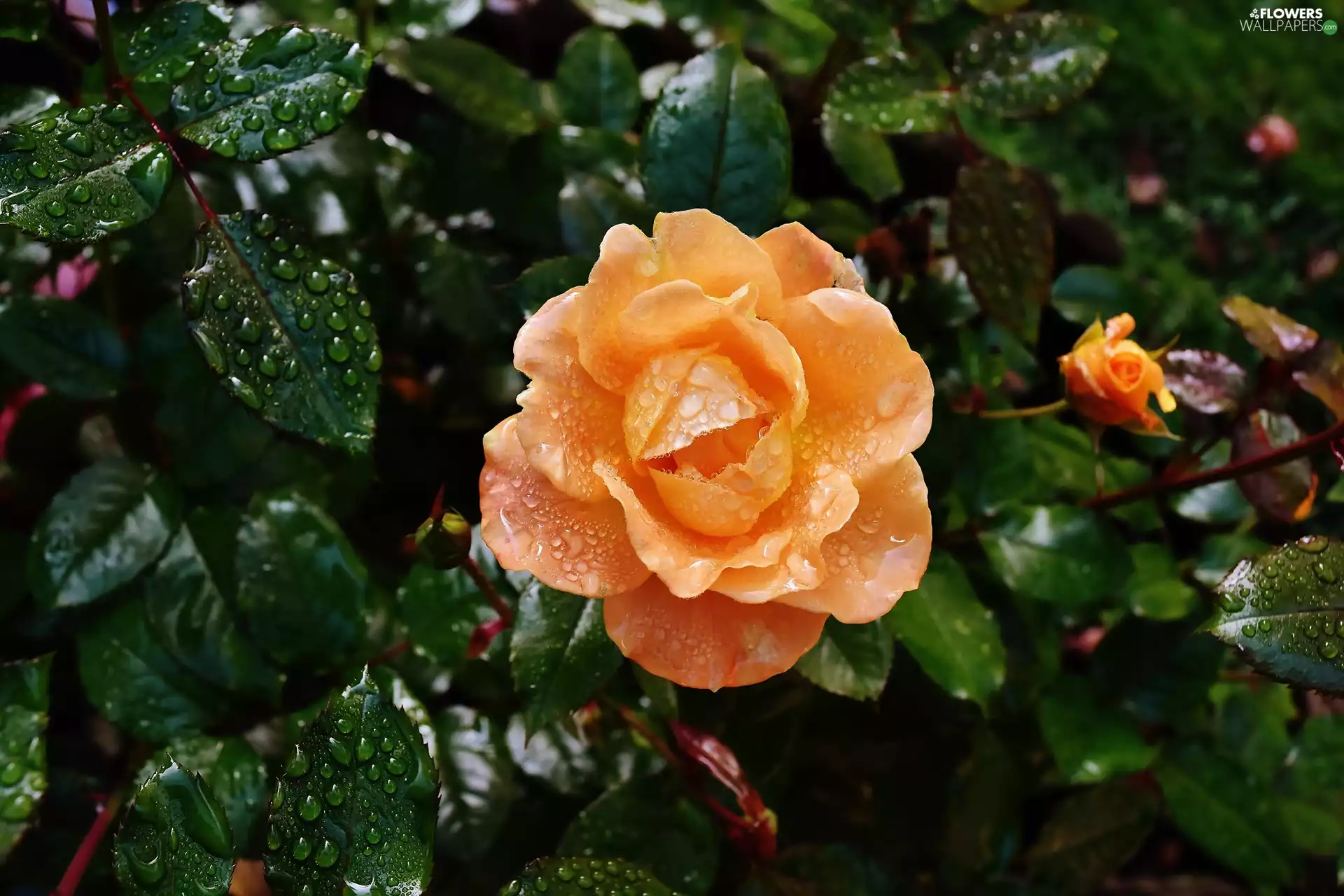 Colourfull Flowers, tea, water, Orange, rose, Leaf, drops