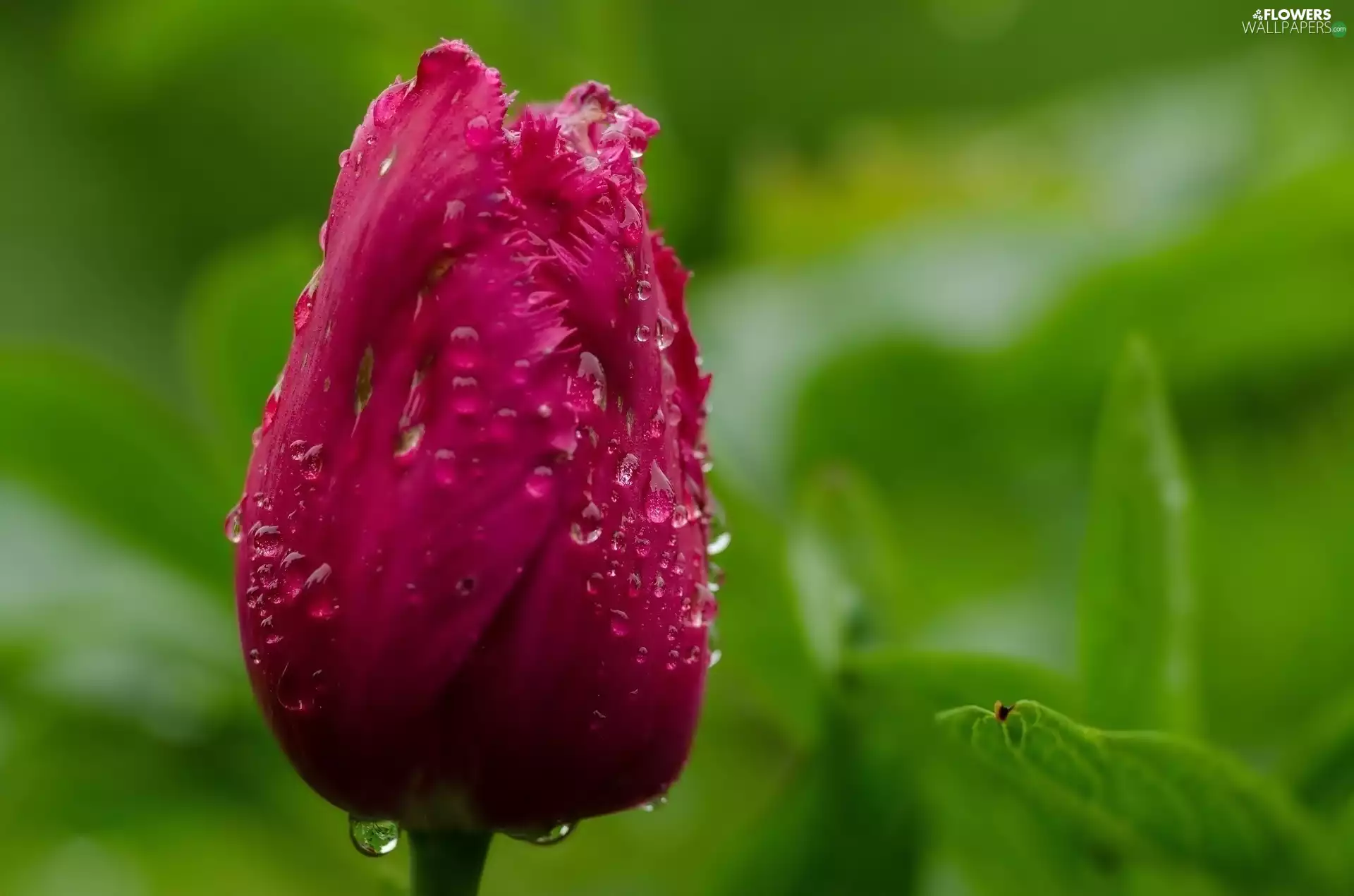 tulip, water, Close, drops