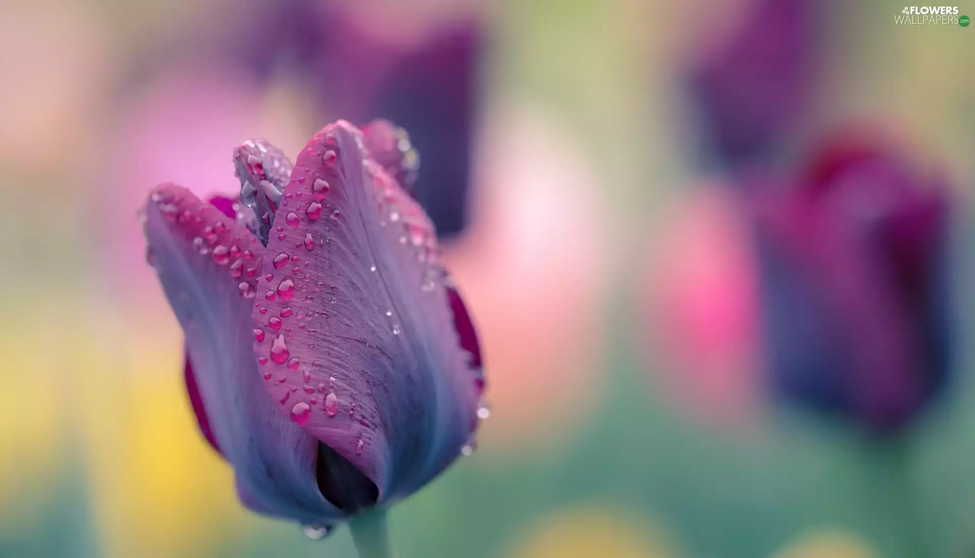 drops, Violet, tulip