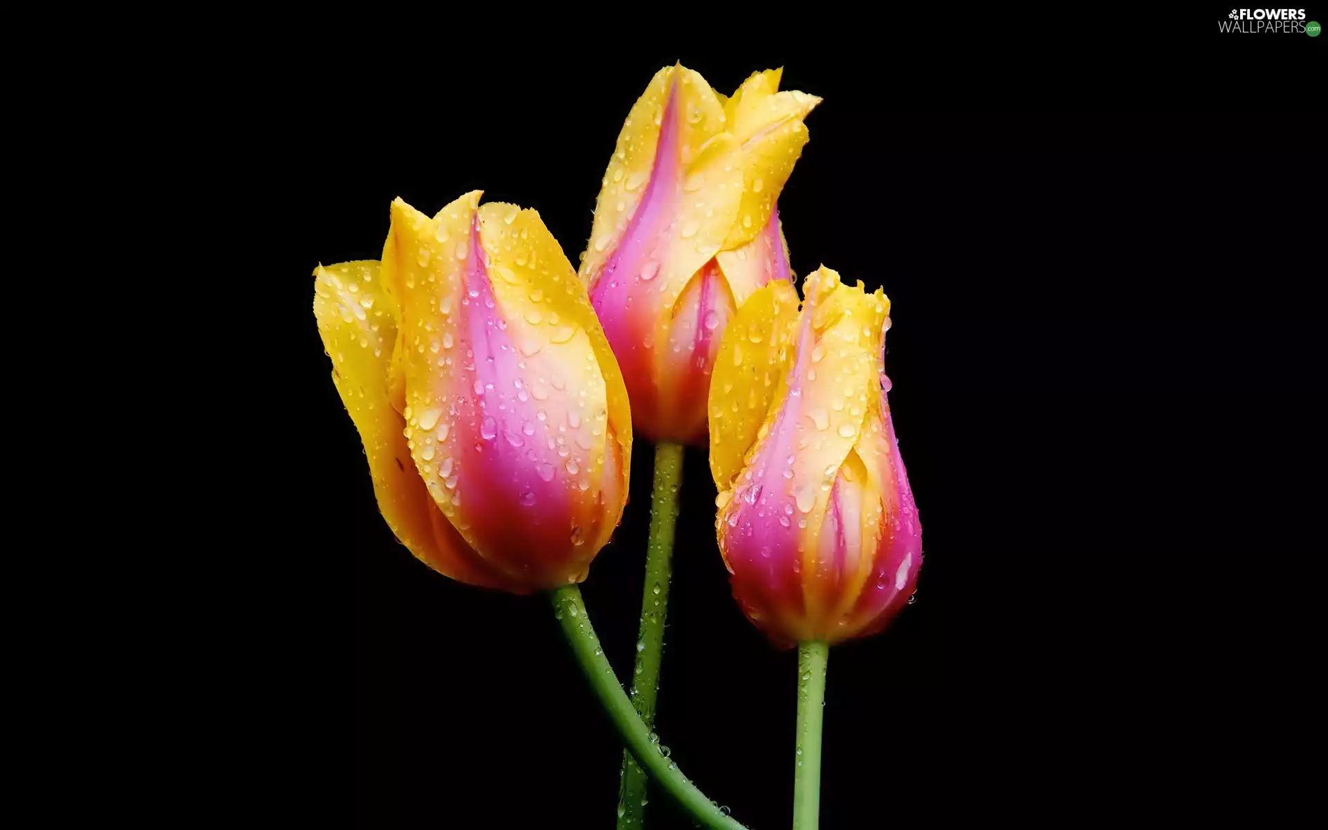 drops, color, Tulips