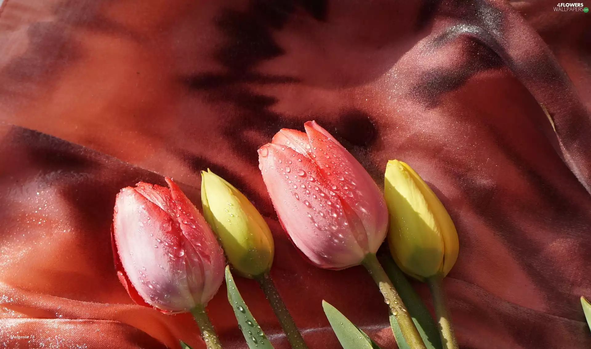 Yellow, drops, Tulips, Red, Flowers