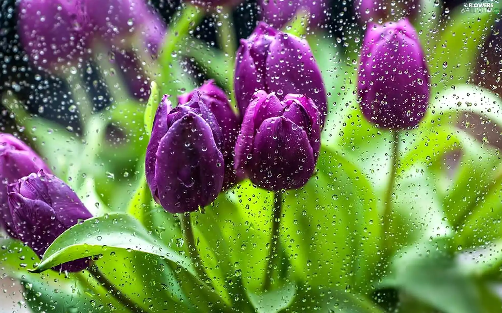 drops, purple, Tulips