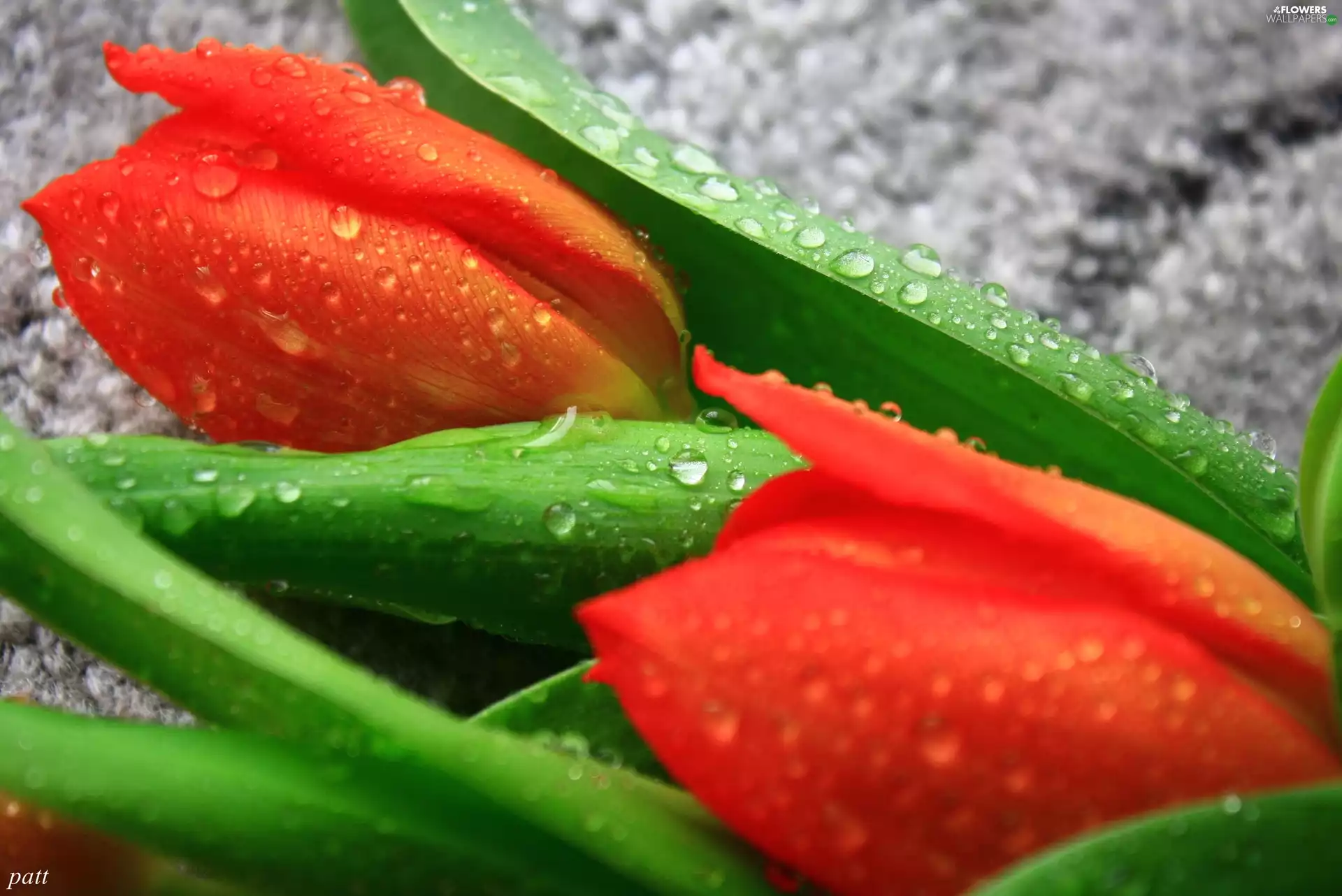 drops, Red, Tulips