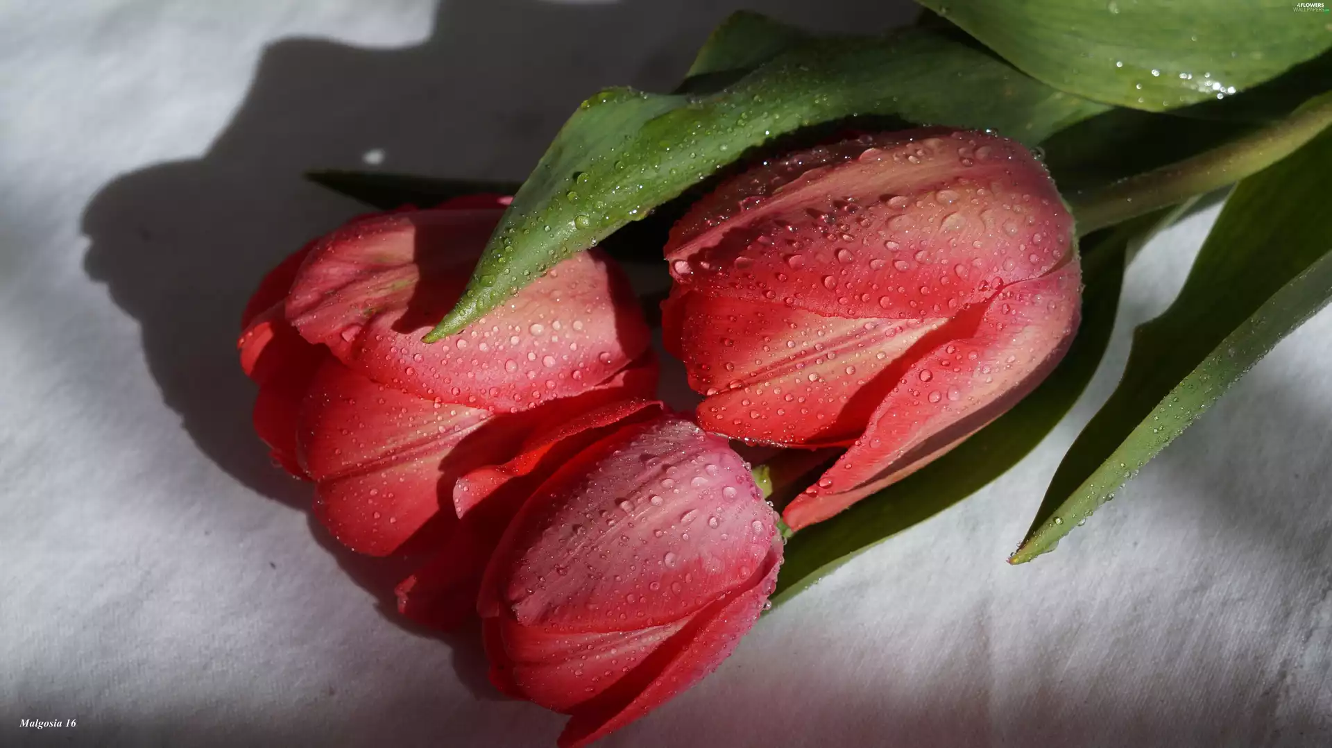 drops, Red, Tulips