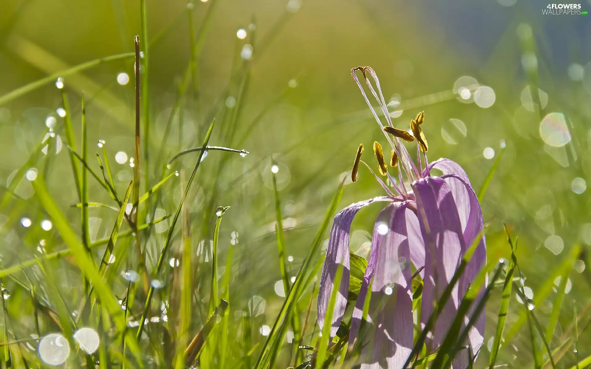 drops, water, crocus, grass, fading