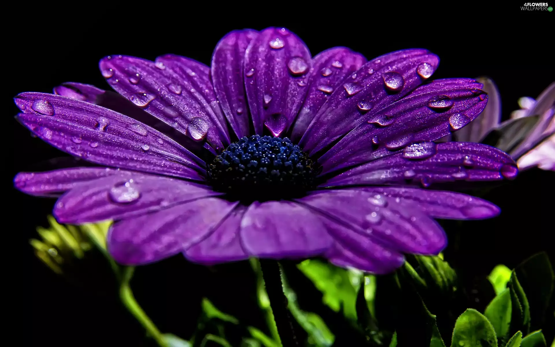 Violet, drops, water, Colourfull Flowers