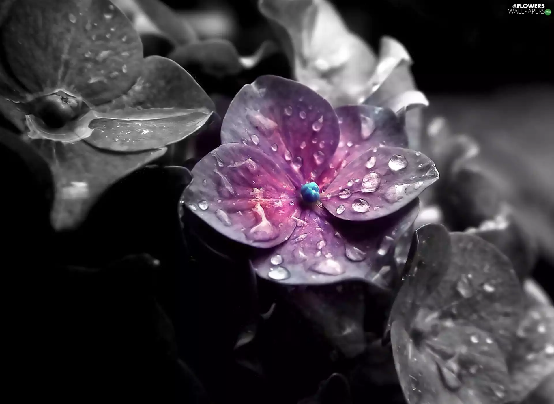 Violet, drops, water, Colourfull Flowers