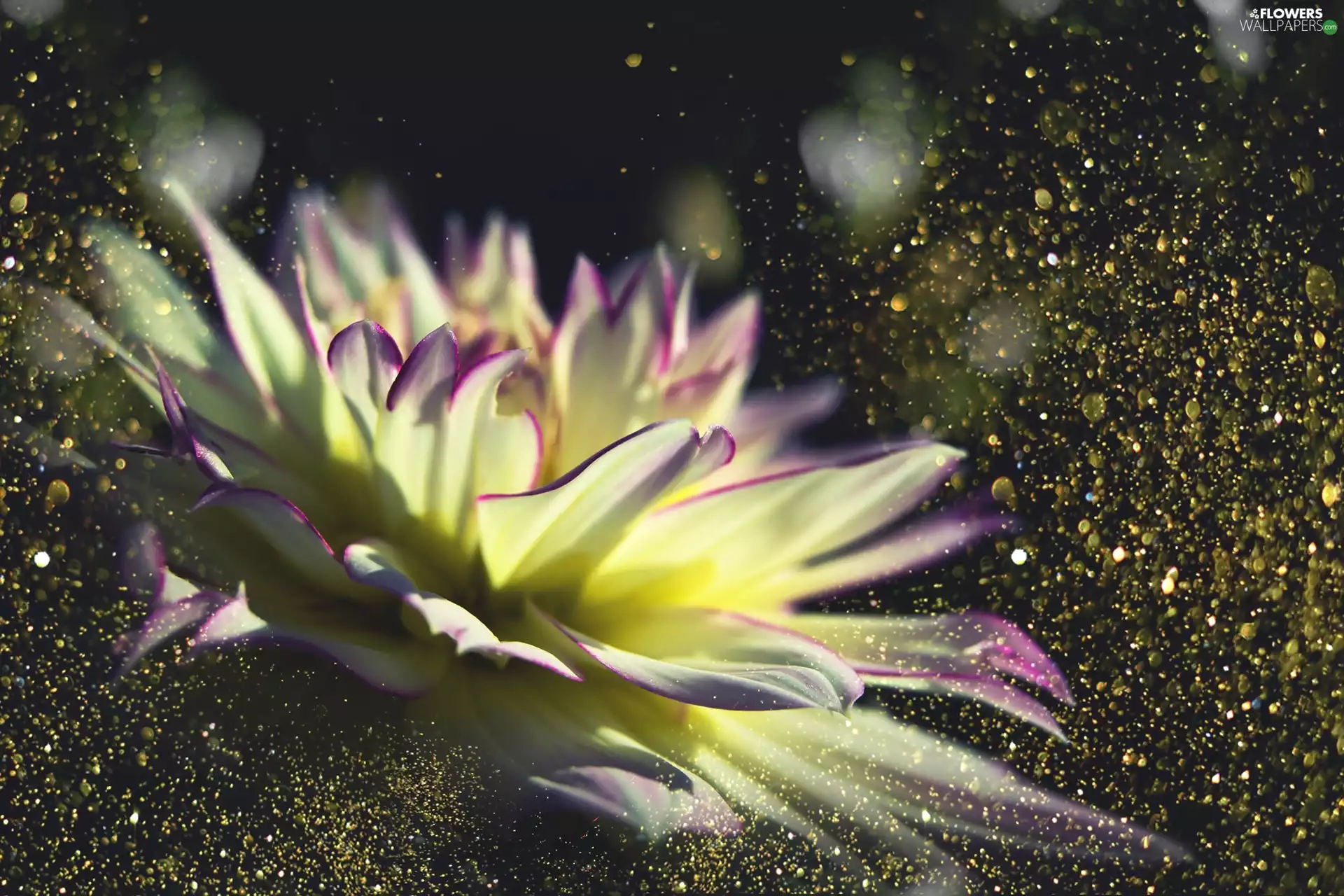 Yellow, drops, water, Colourfull Flowers