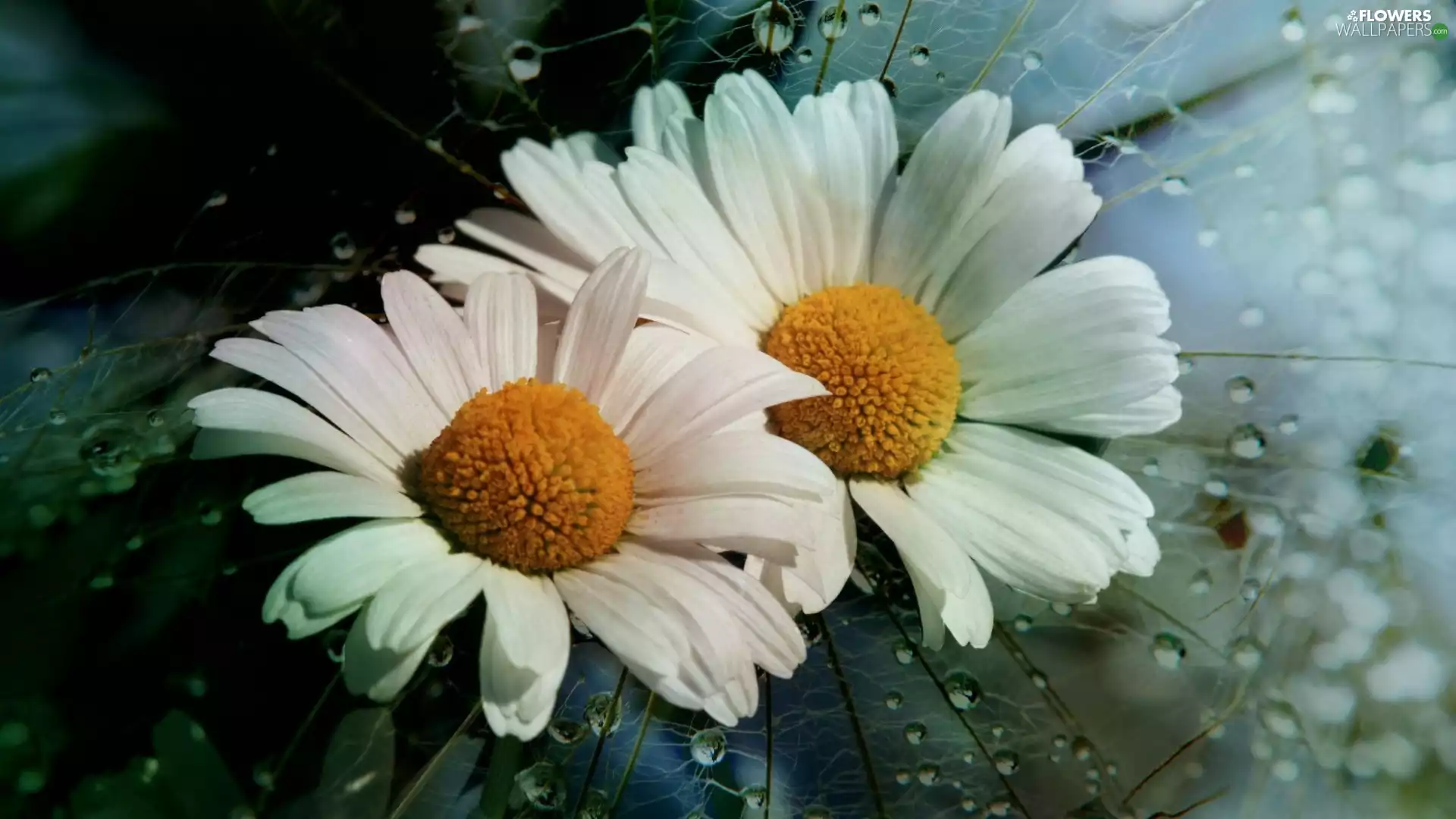 drops, water, daisy, dew, Flowers