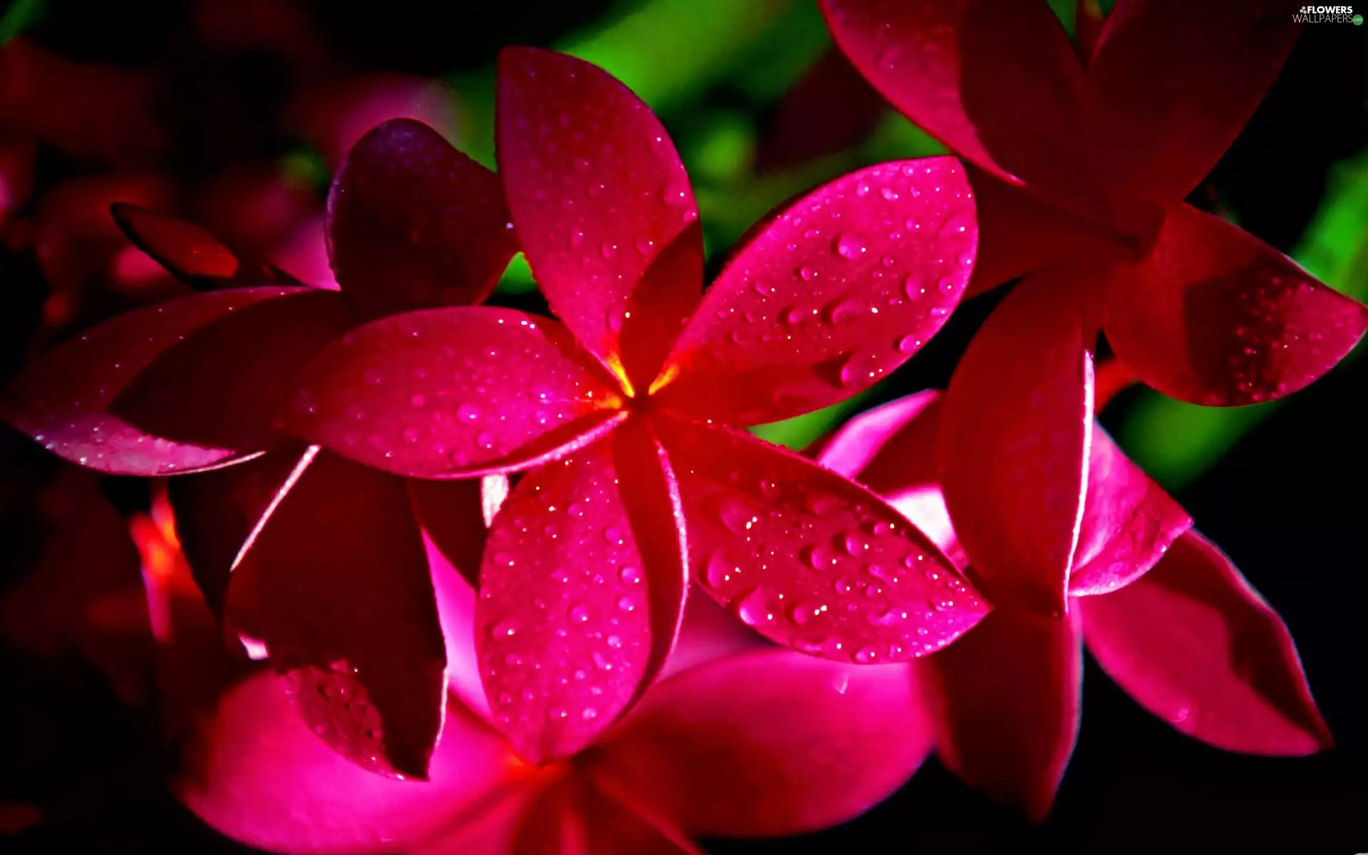 Plumeria, drops, water, red hot