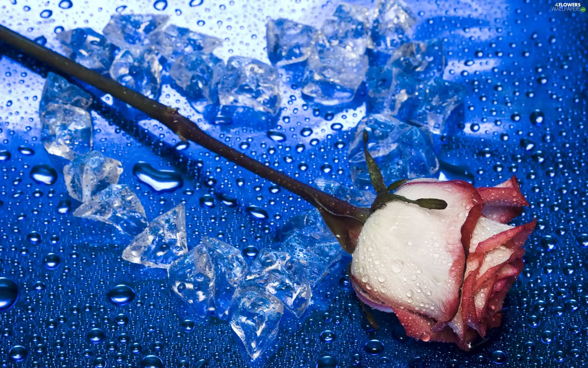 knuckle, rose, drops, water, ice, Heart