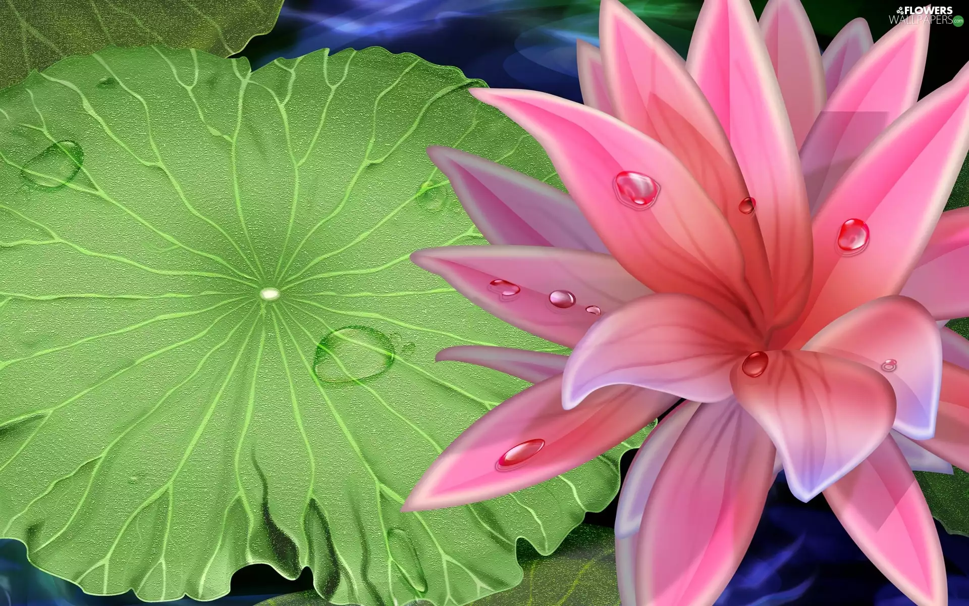 drops, water, water, leaf, Lily