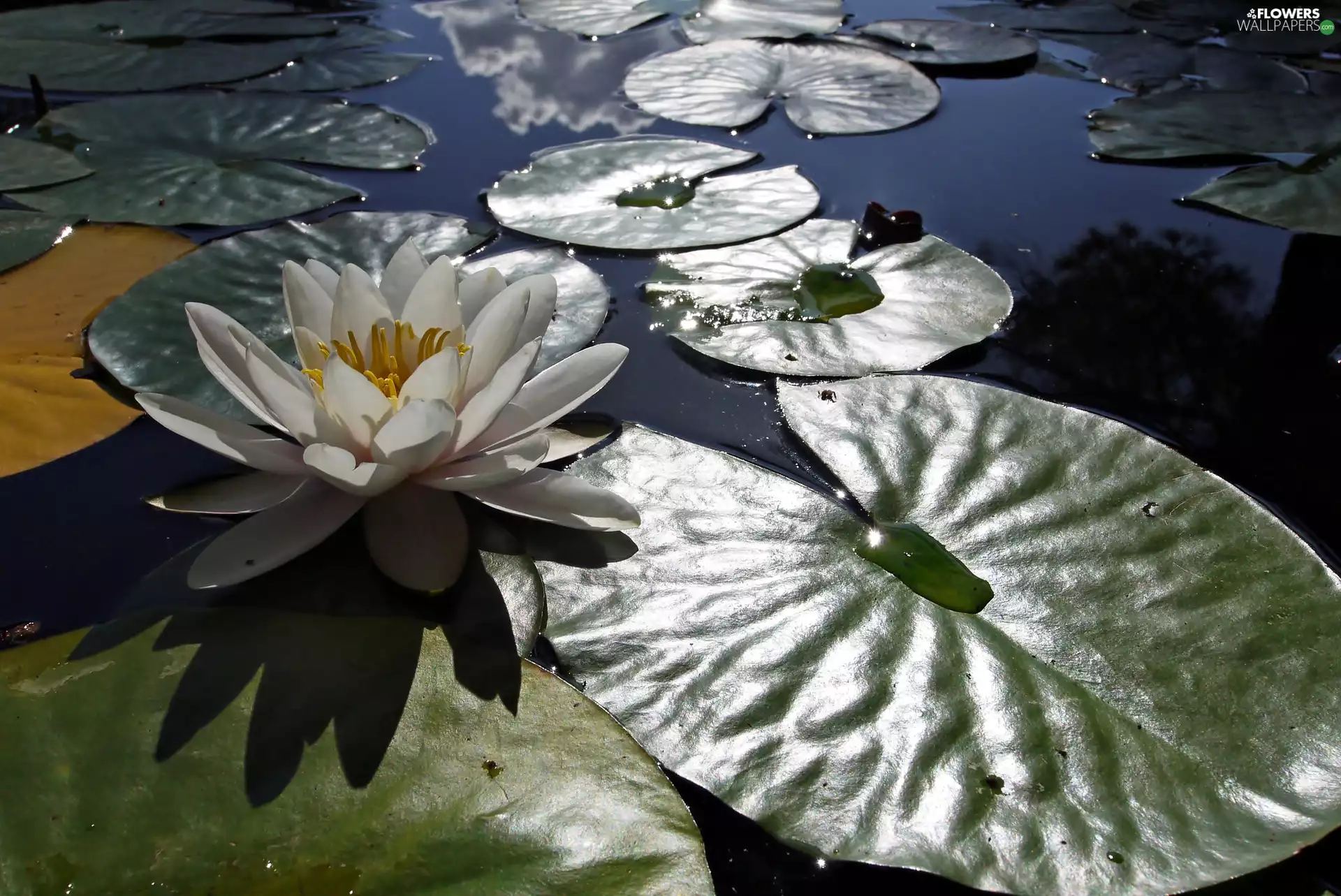 water, drops, water, leaves, Lily