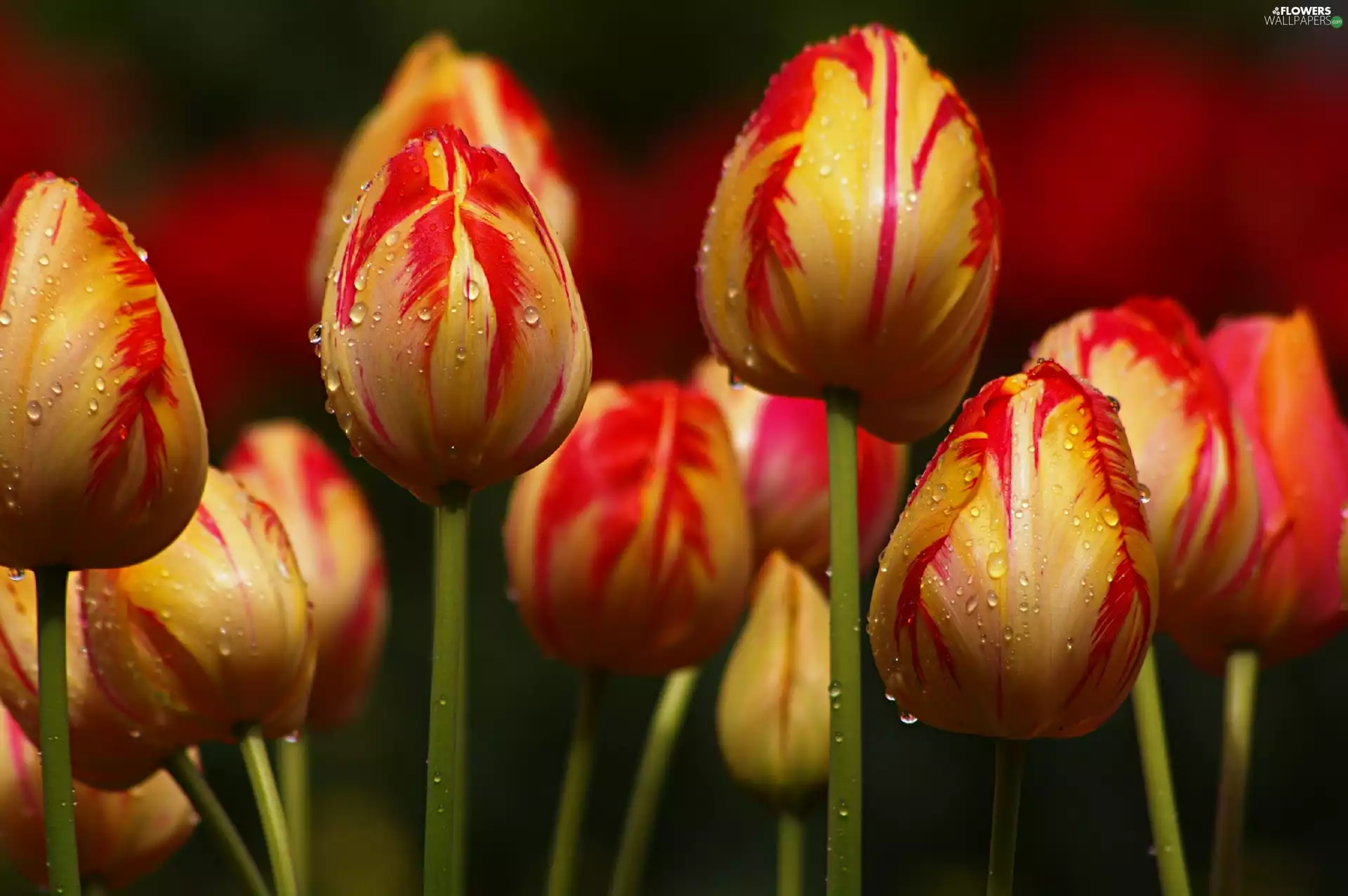 drops, water, Yellow, Tulips, red