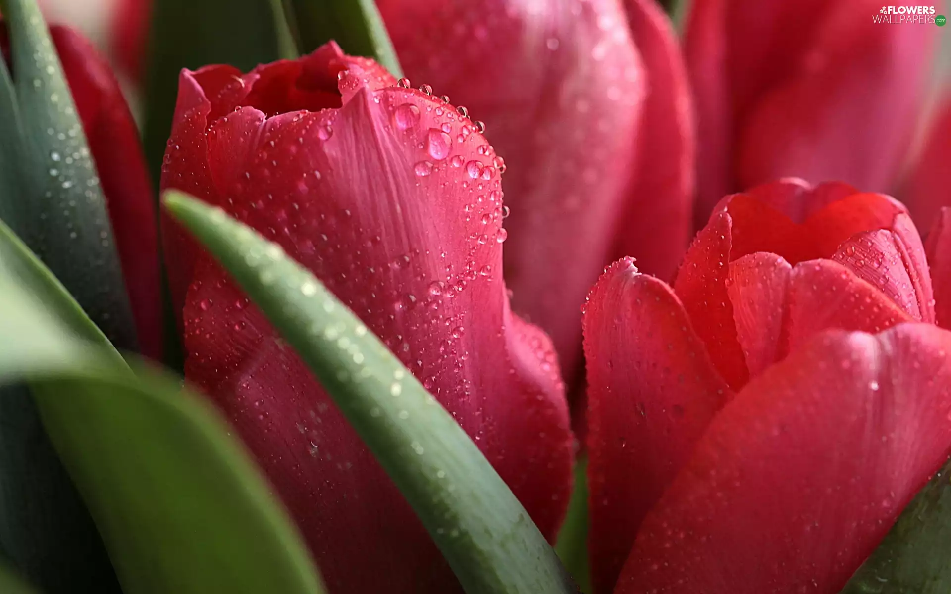 drops, water, Collapsed, flakes, Tulips