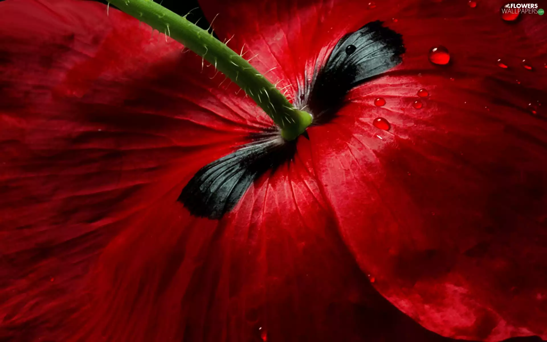 Red, drops, water, red weed