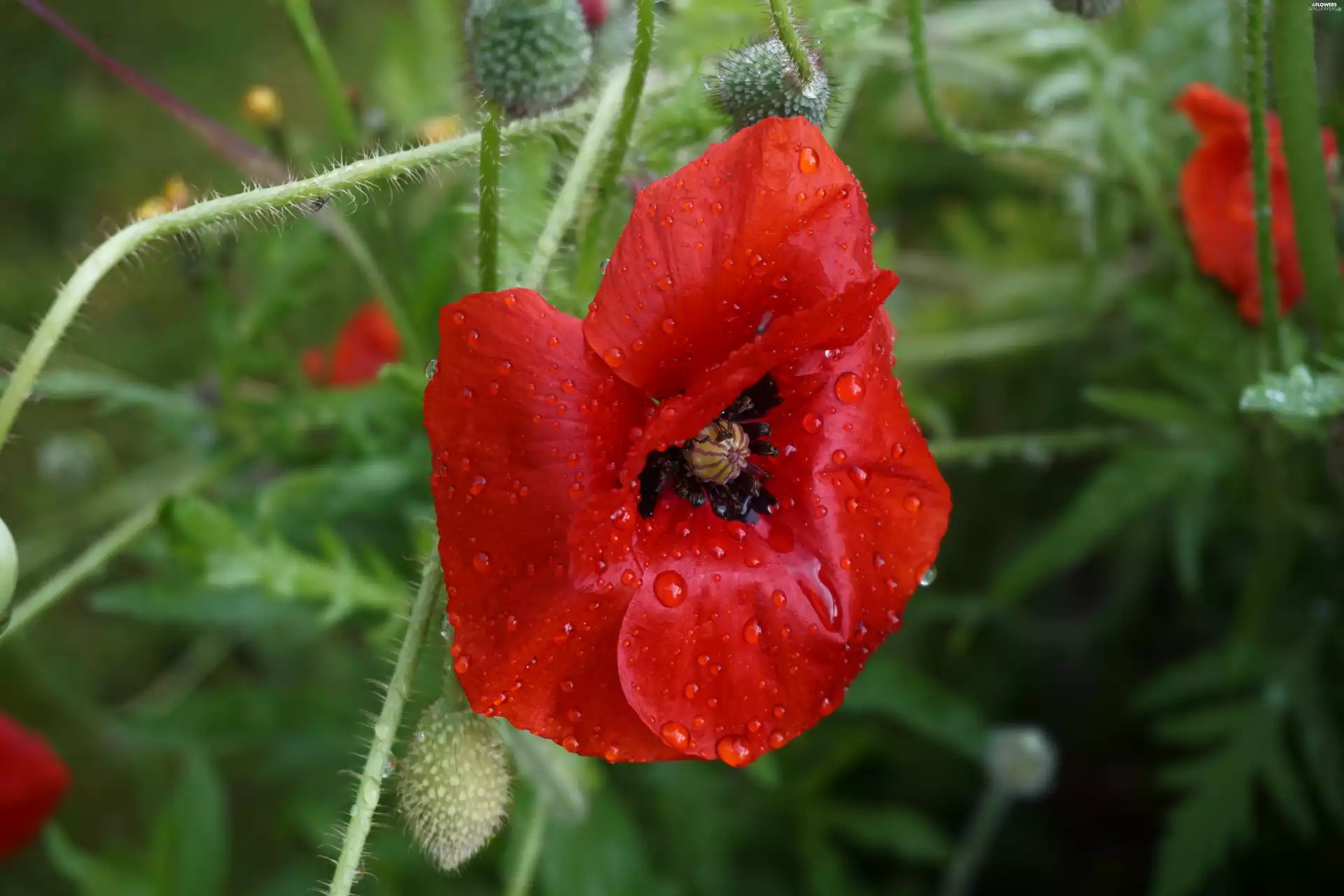 water, red weed, drops