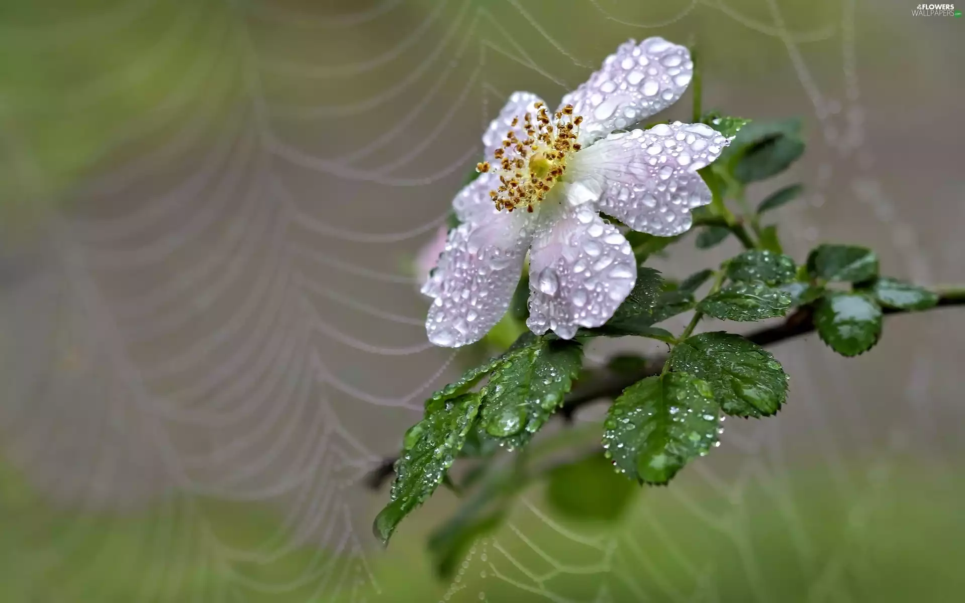 rose, drops, Web, Colourfull Flowers