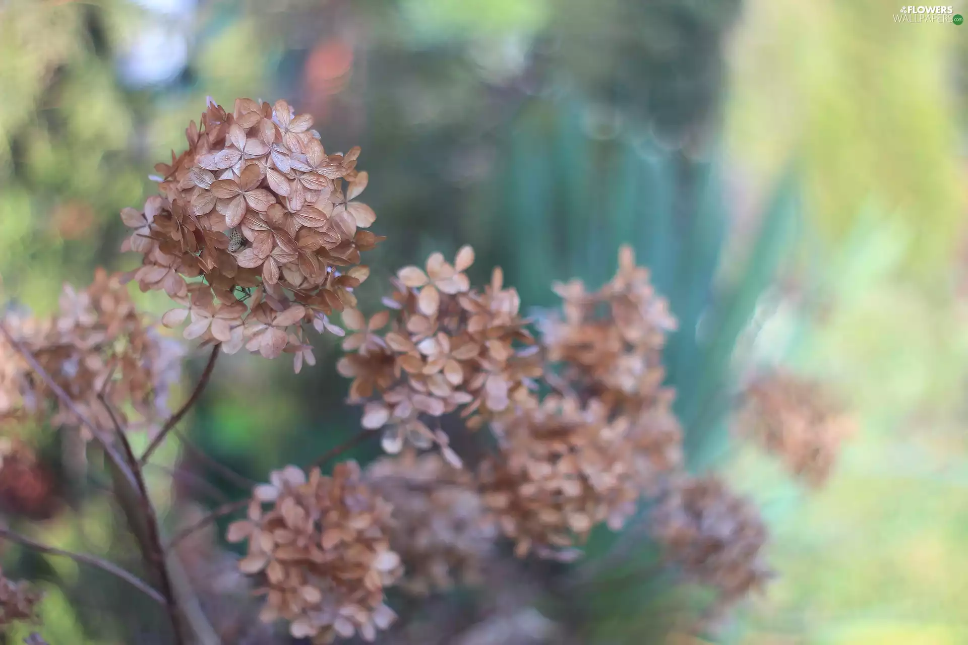 dry, hydrangea, Flowers