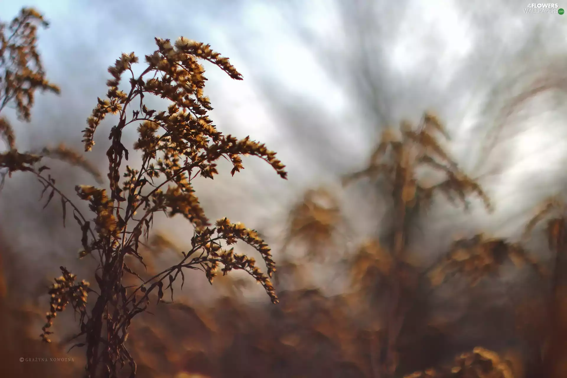 Goldenrod, Flowers, dry, Yellow