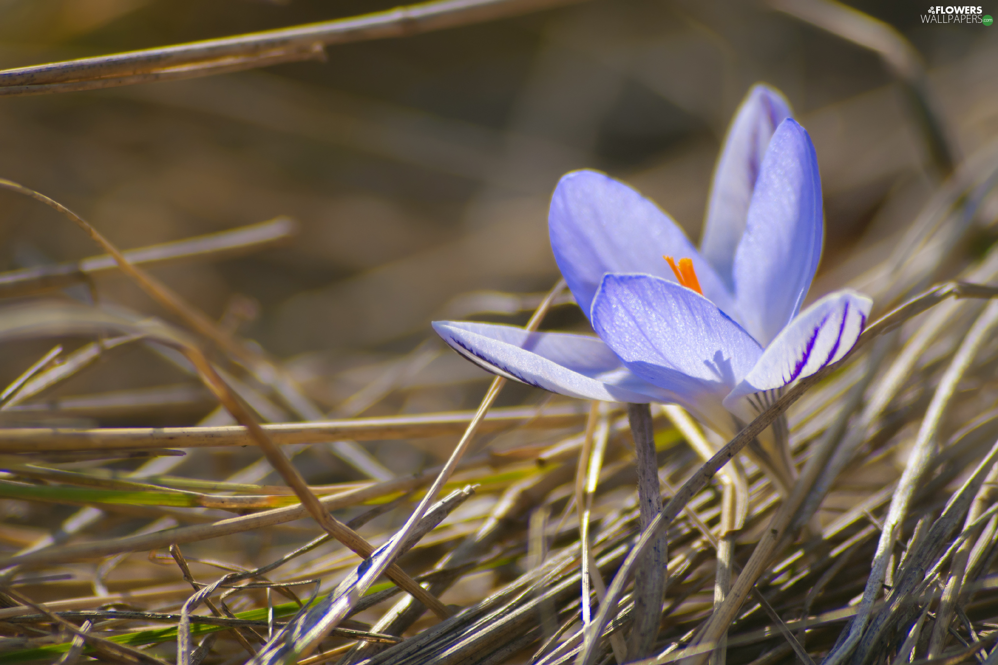 crocus, dry, grass, Colourfull Flowers