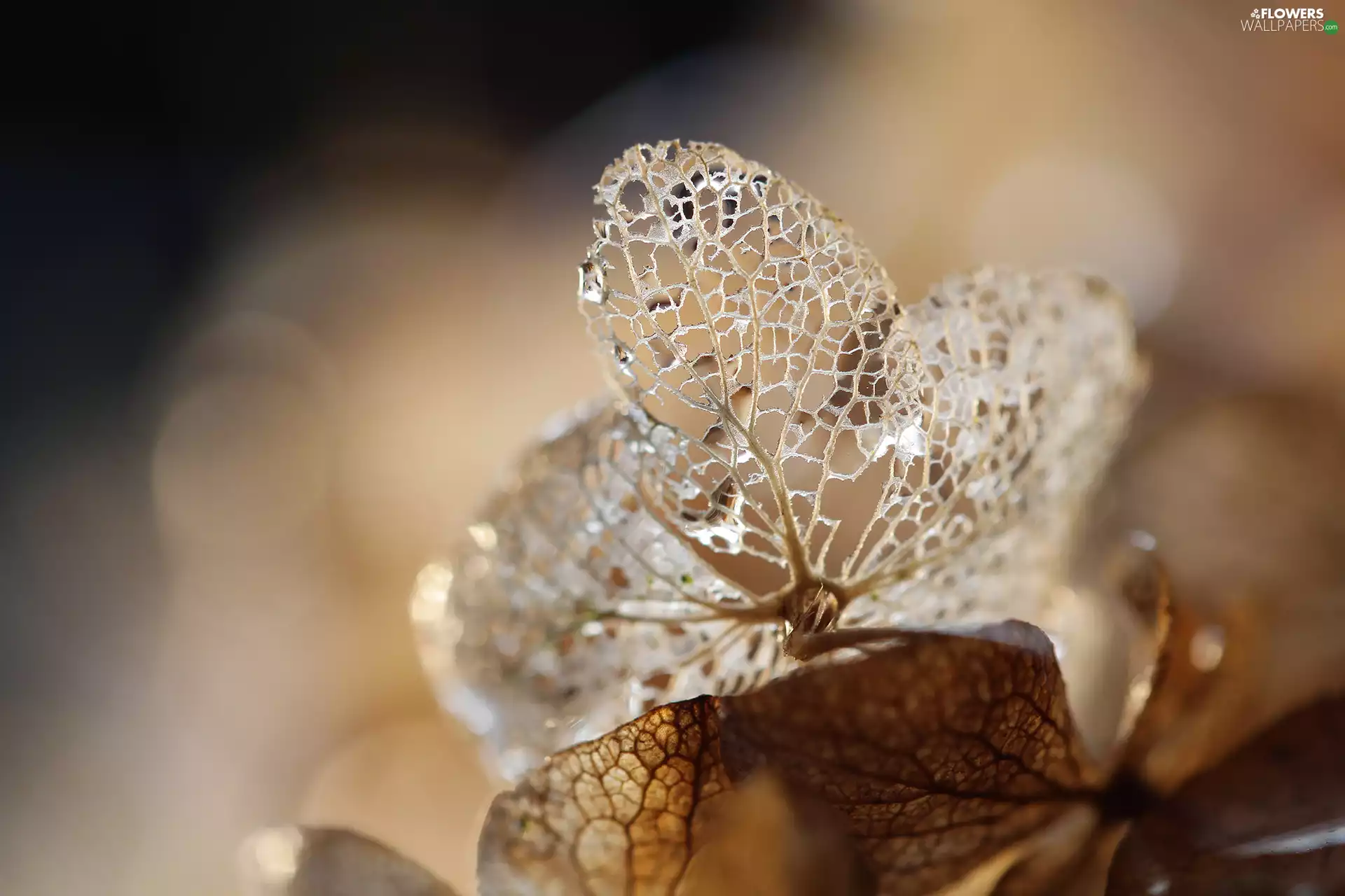 hydrangea, plant, Close, dry