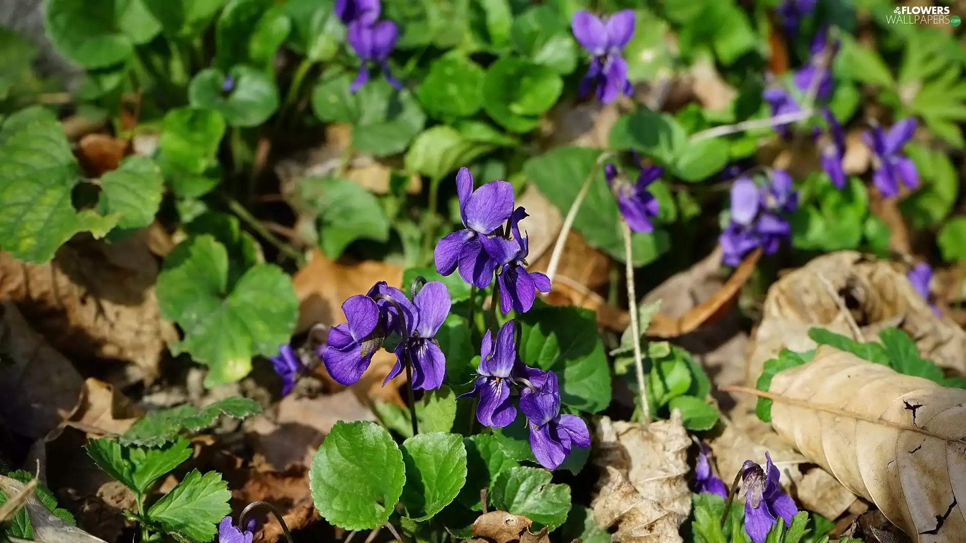 Flowers, dry, Leaf, fragrant violets