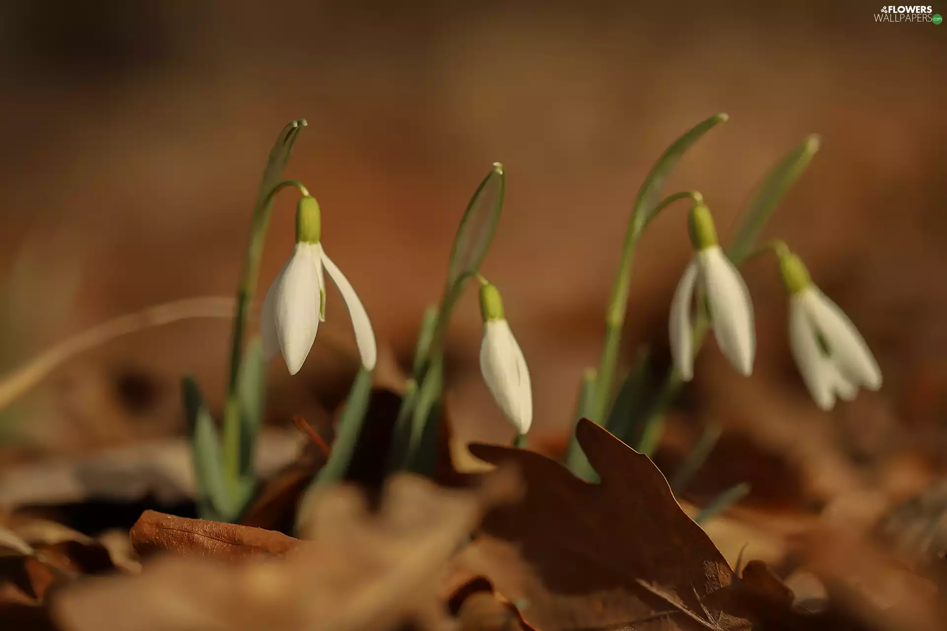 snowdrops, Leaf, Flowers, dry
