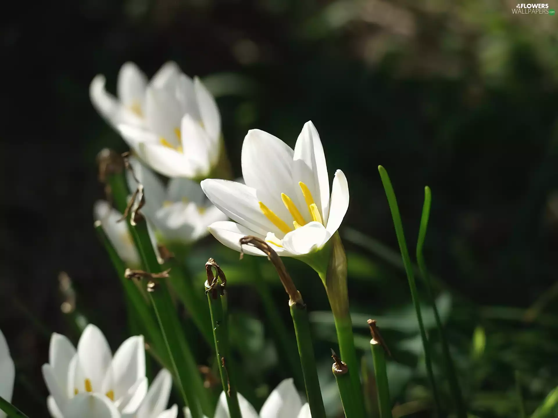 stems, green ones, dry