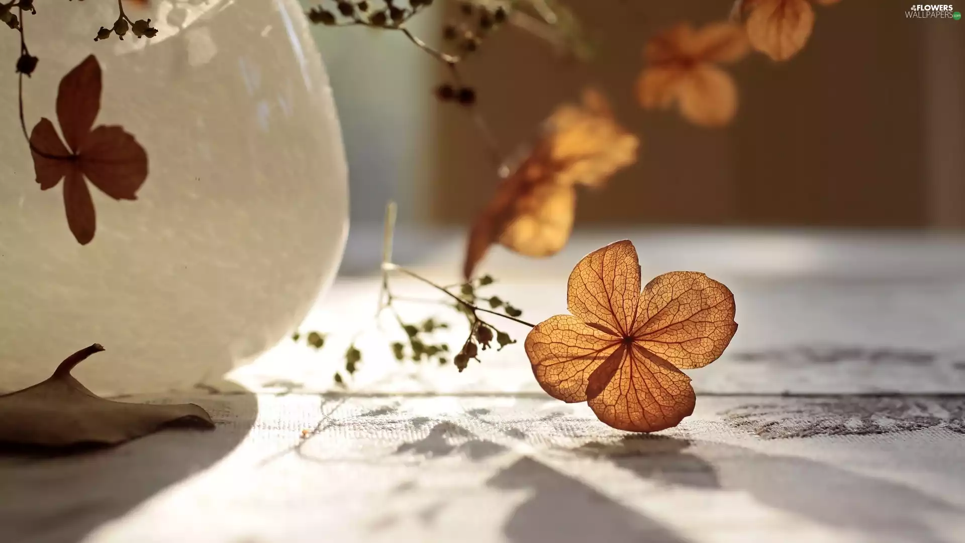 Vase, Flowers, hydrangea, dry