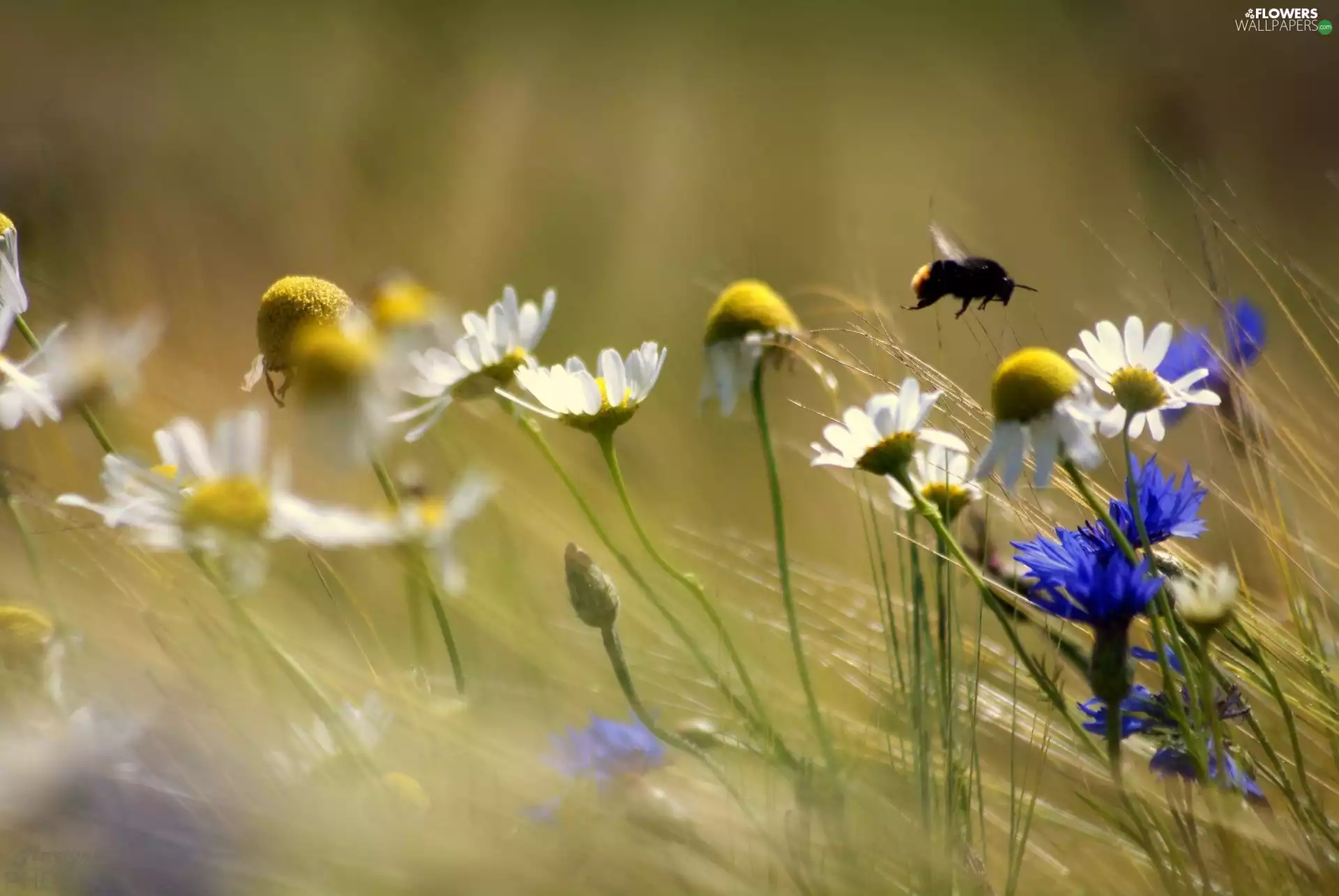 dumbledor, daisies, cornflowers