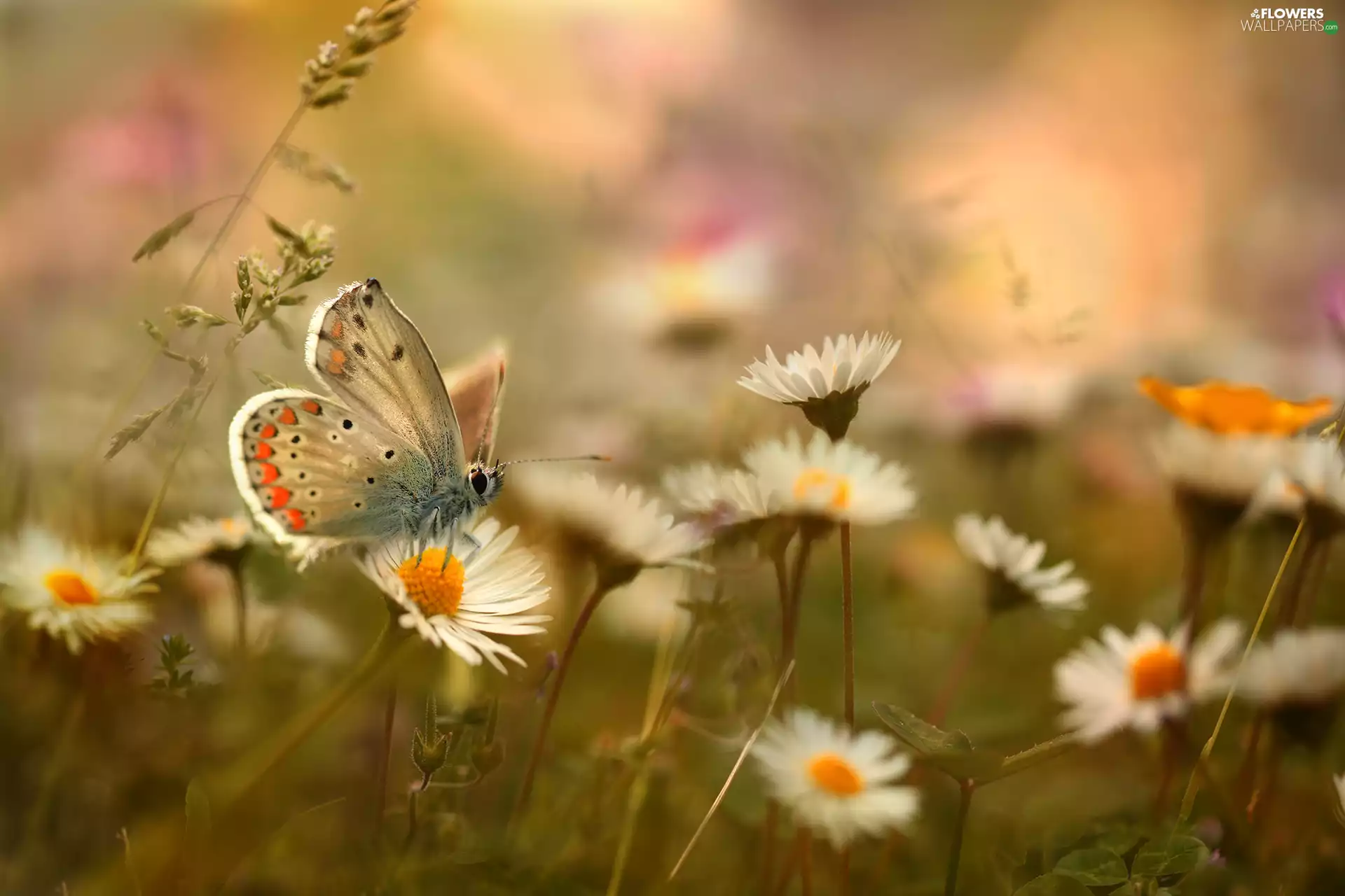butterfly, daisies, Flowers, Dusky