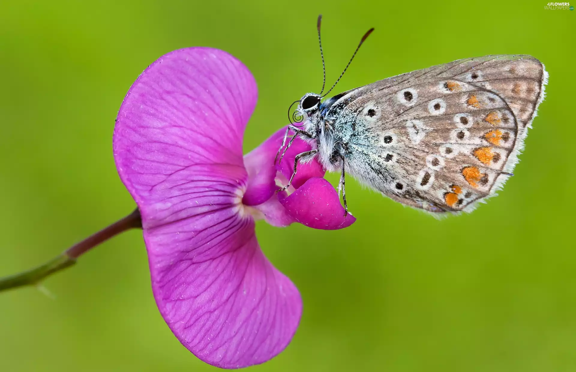 butterfly, Pink, orchid, Dusky