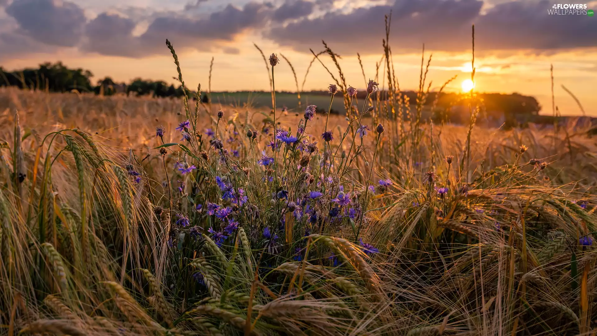 cornflowers, Great Sunsets, Ears, Flowers, corn