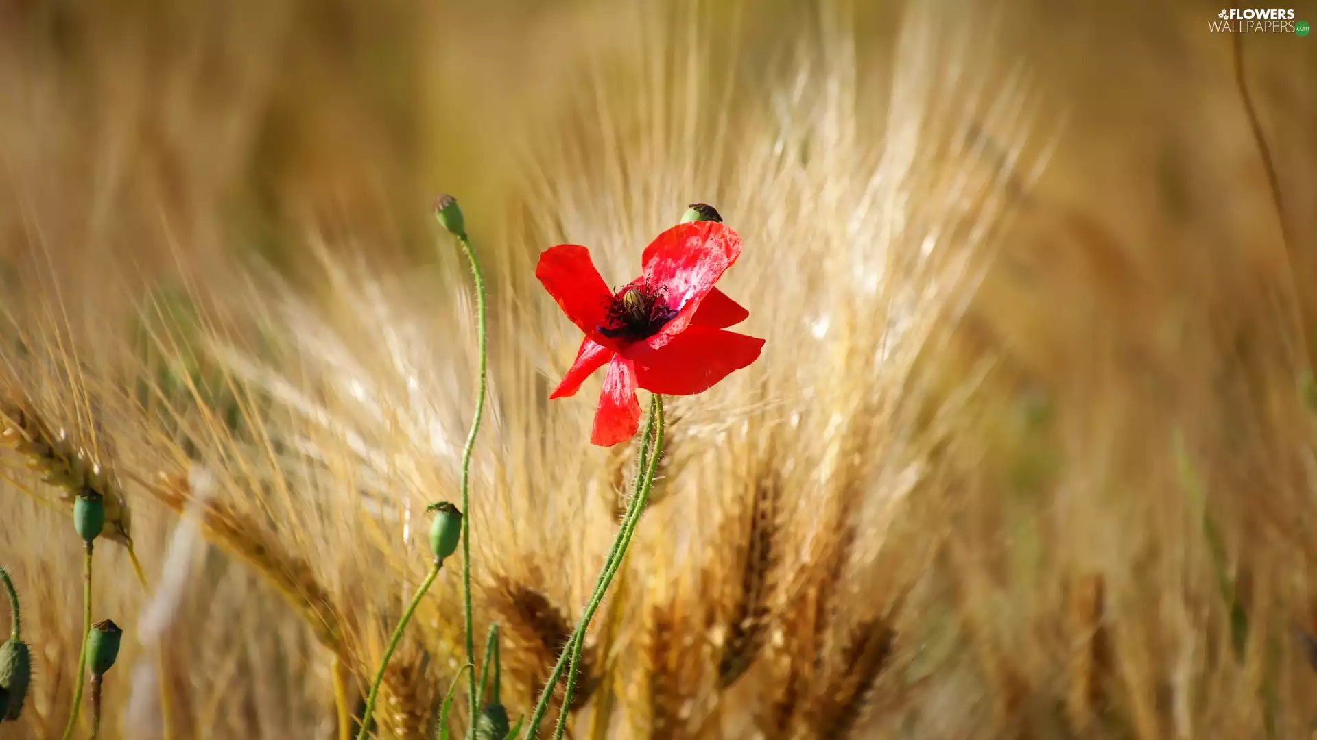 Red, Ears, corn, red weed