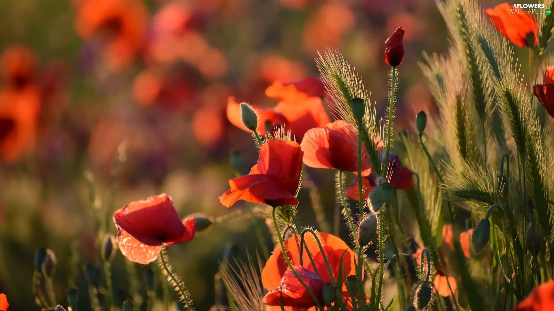 Wildflowers, Meadow, papavers, Ears, Red, Flowers