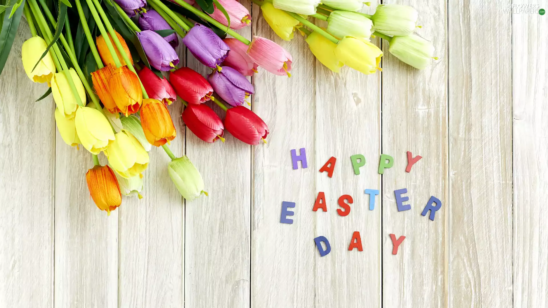 color, Easter, Flowers, Tulips, text