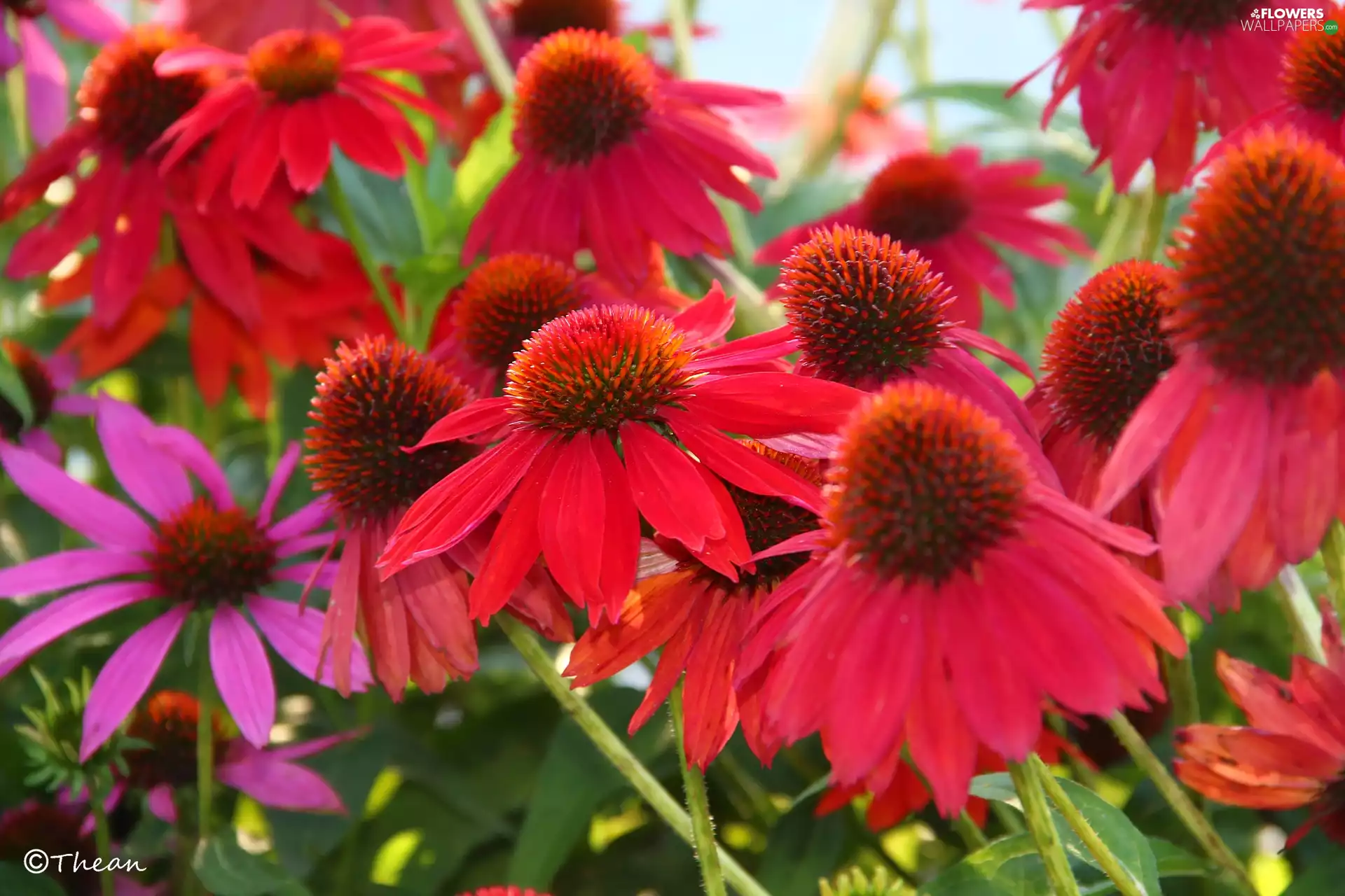 echinacea