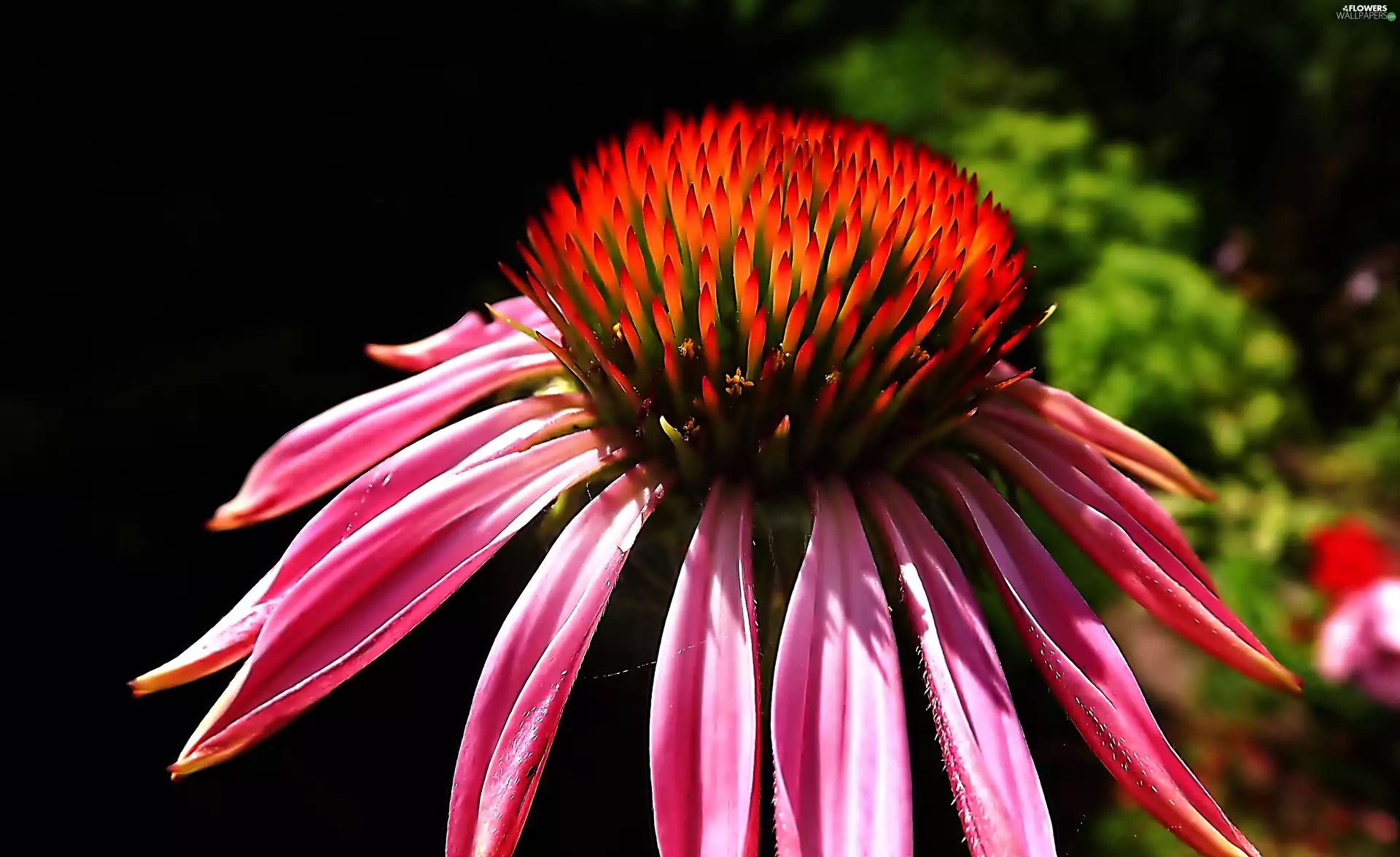 Close, Colourfull Flowers, echinacea