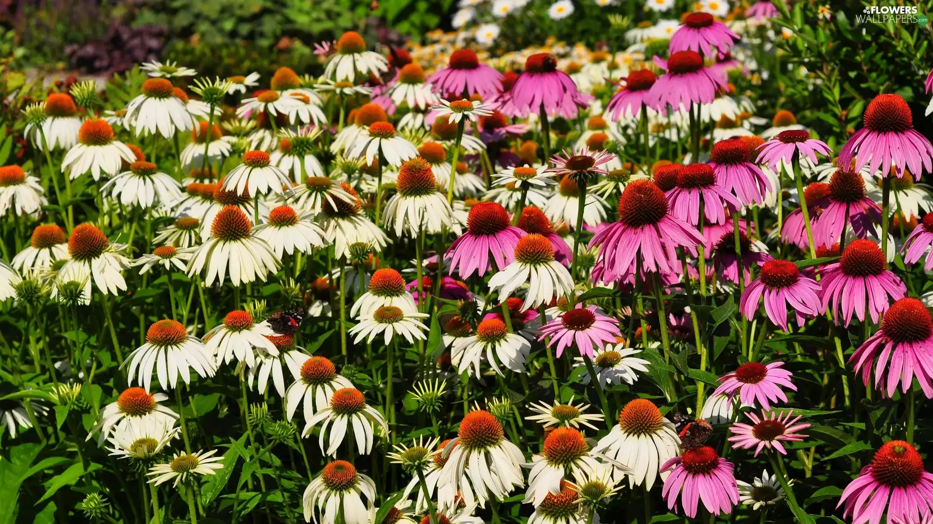 echinacea, Flowers, color