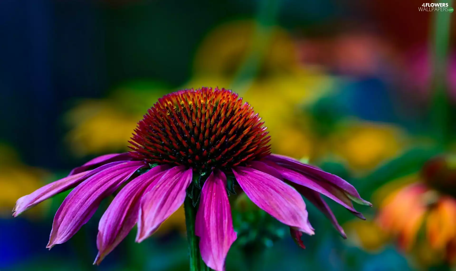 echinacea, Colourfull Flowers, Echinacea