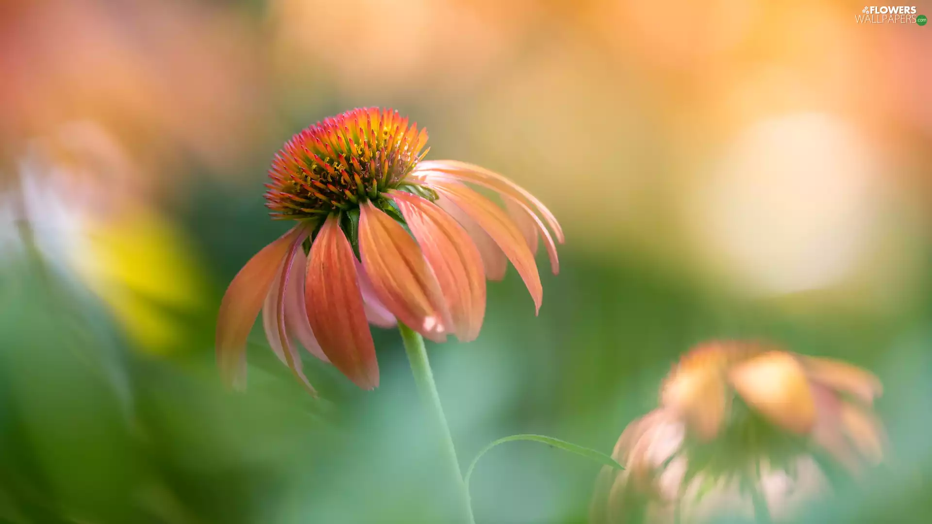 Colourfull Flowers, Orange, echinacea