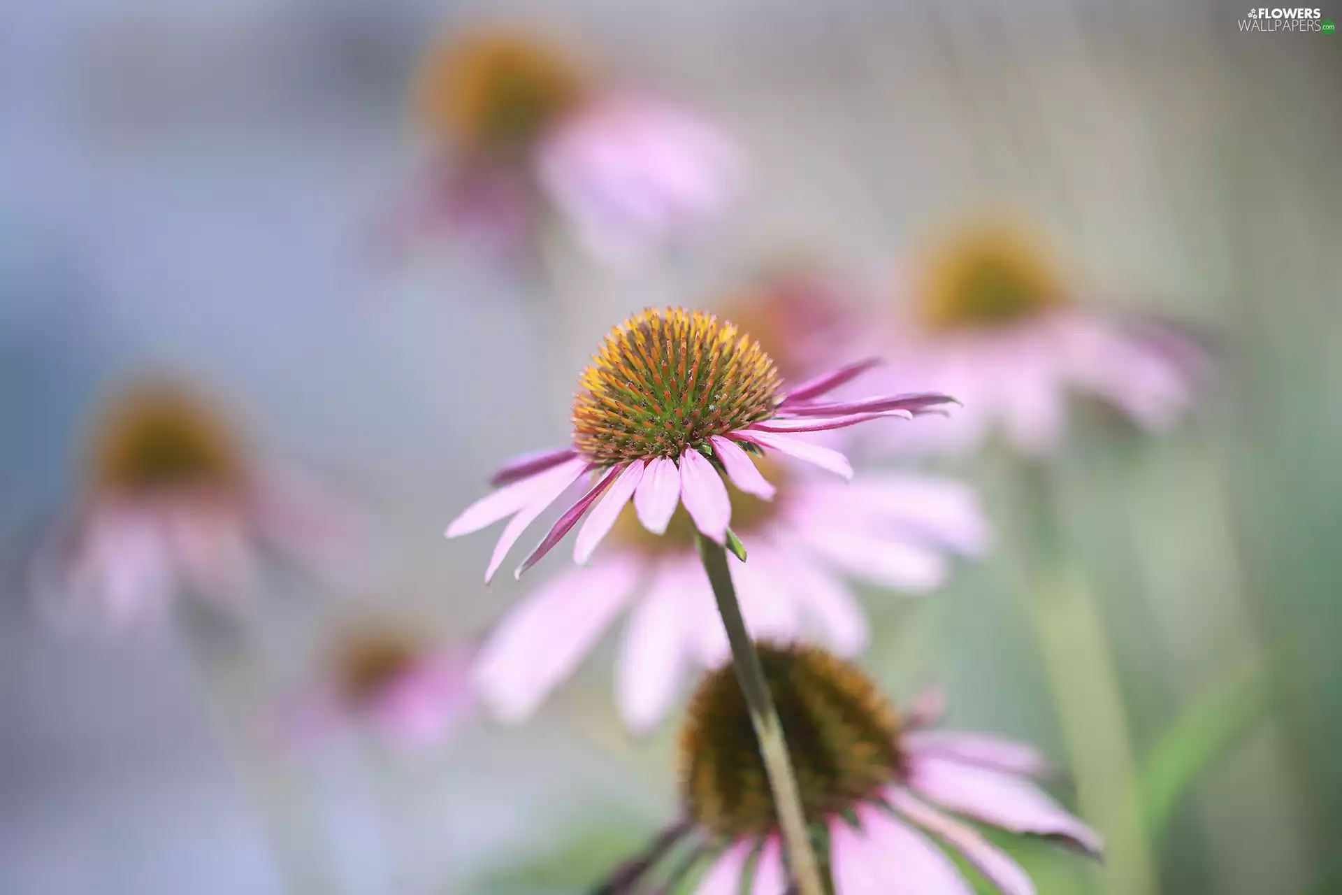 Colourfull Flowers, Pink, echinacea