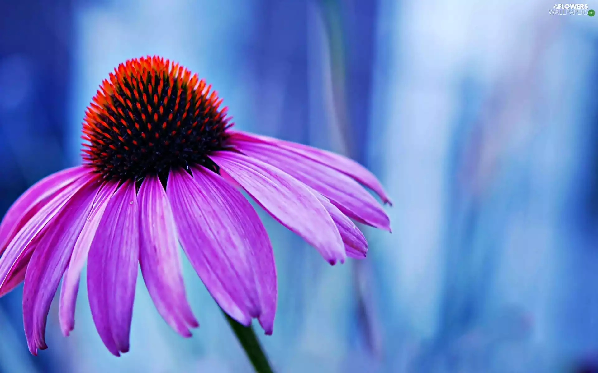echinacea, Violet, Flower