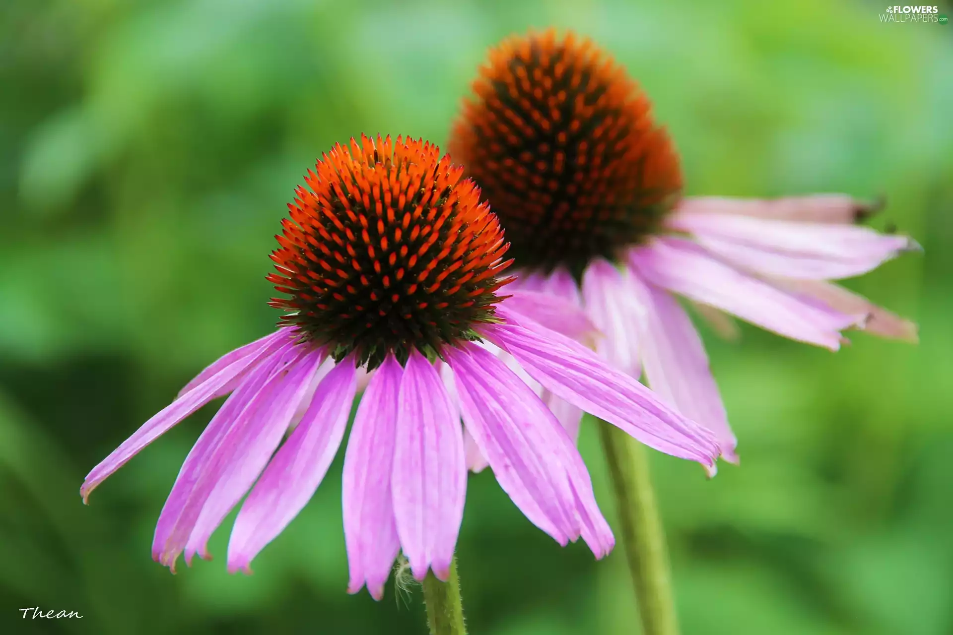 Flowers, echinacea